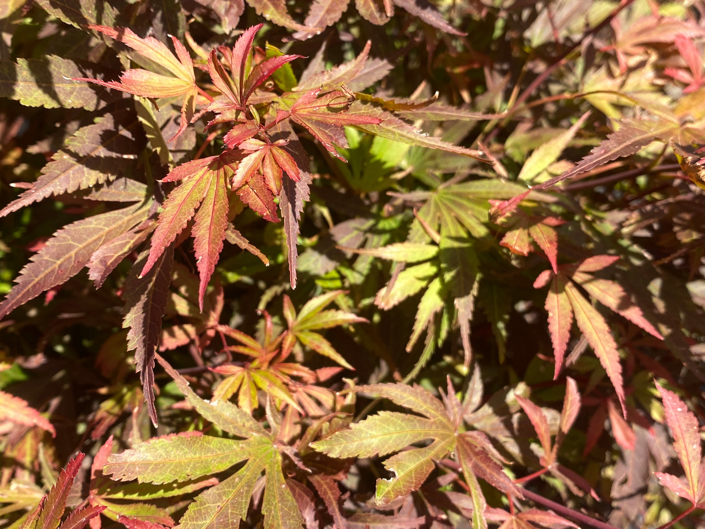 Acer palmatum 'Shaina'