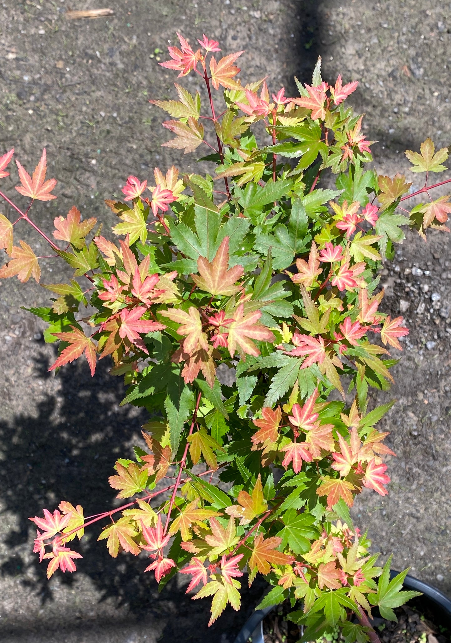 Acer palmatum 'Coonara Pygmy'