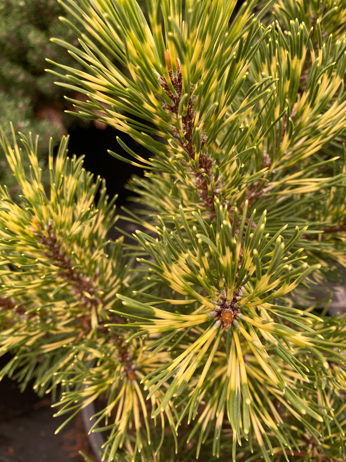Pinus mugo 'Sunshine'