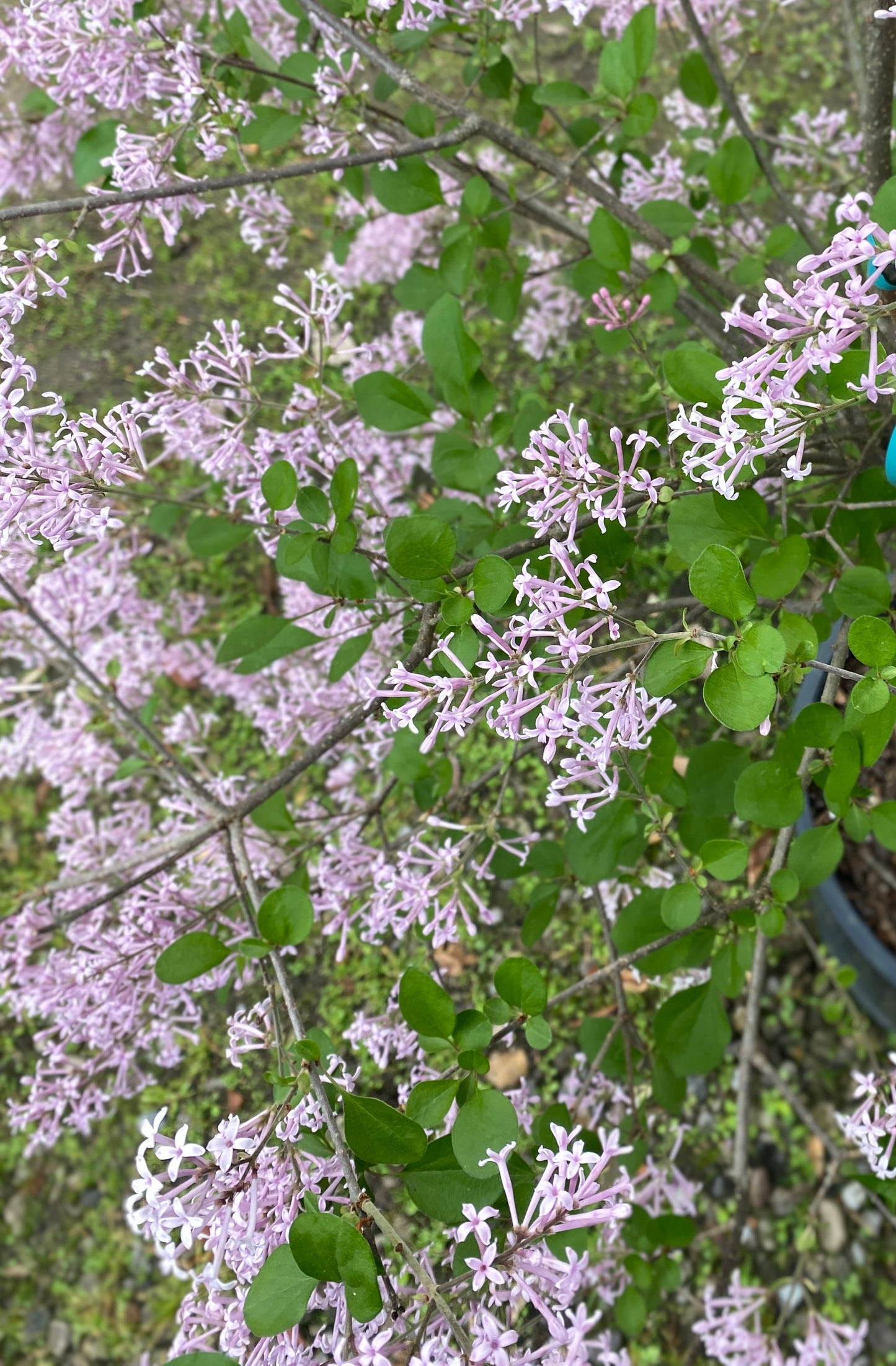 Syringa x 'Red Pixie'