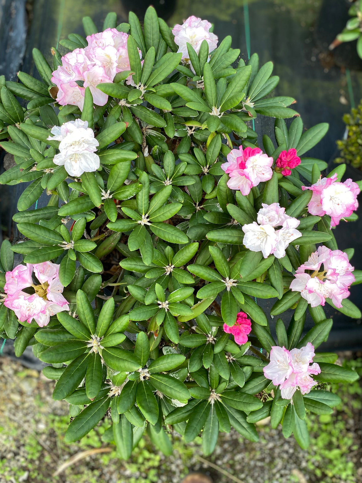 Rhododendron x 'Ken Janeck'