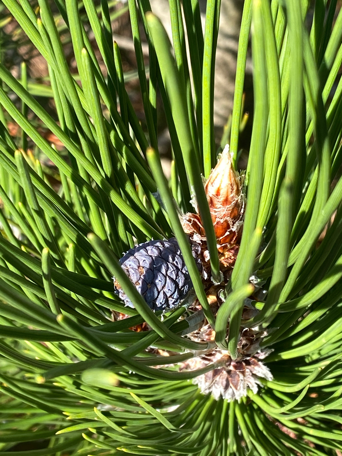 Pinus heldreichii 'Mint Truffle'