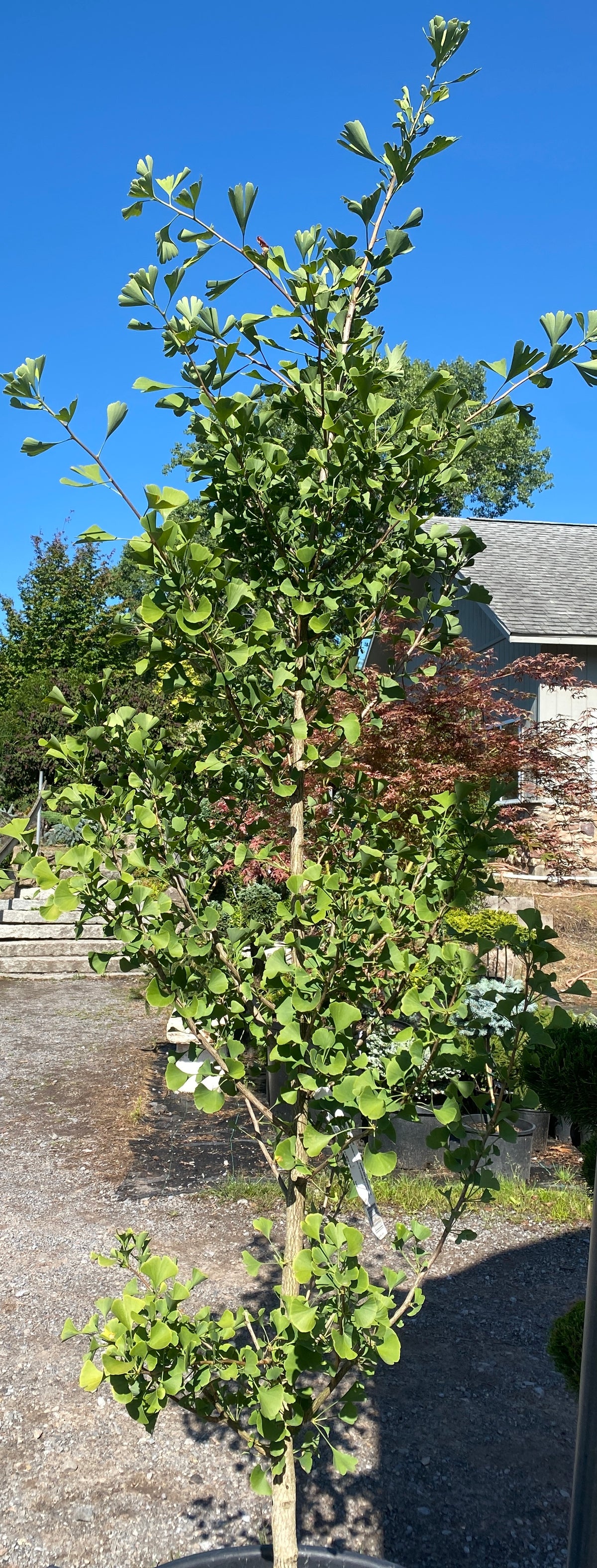 Ginkgo biloba 'Autumn Gold'