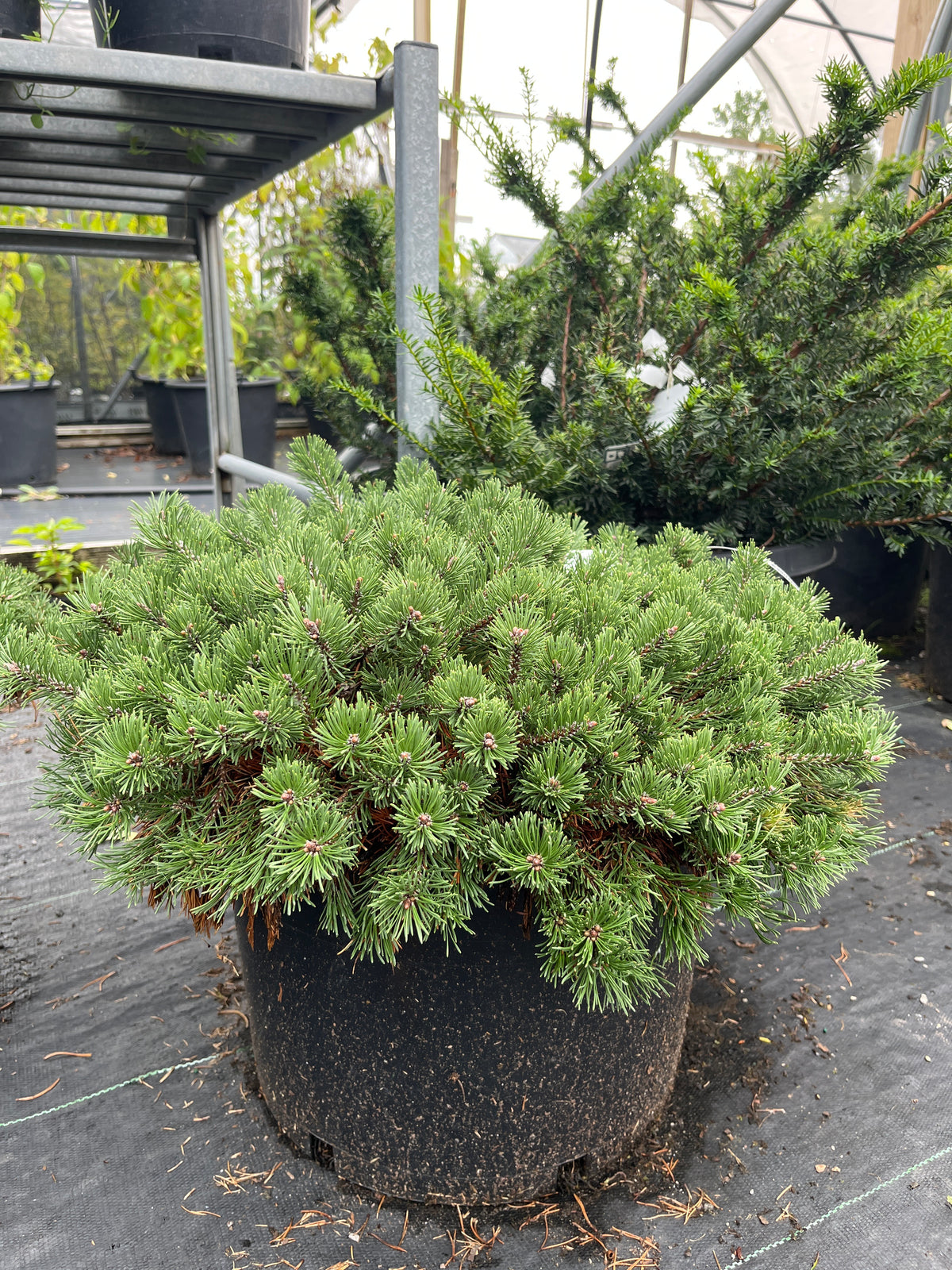 Pinus mugo Pesto®