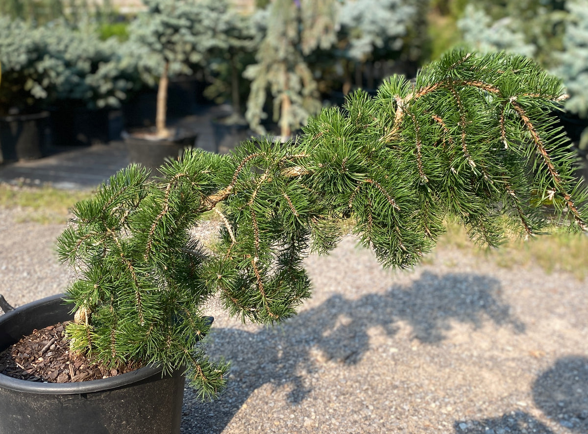 Pinus banksiana 'Uncle Fogy'