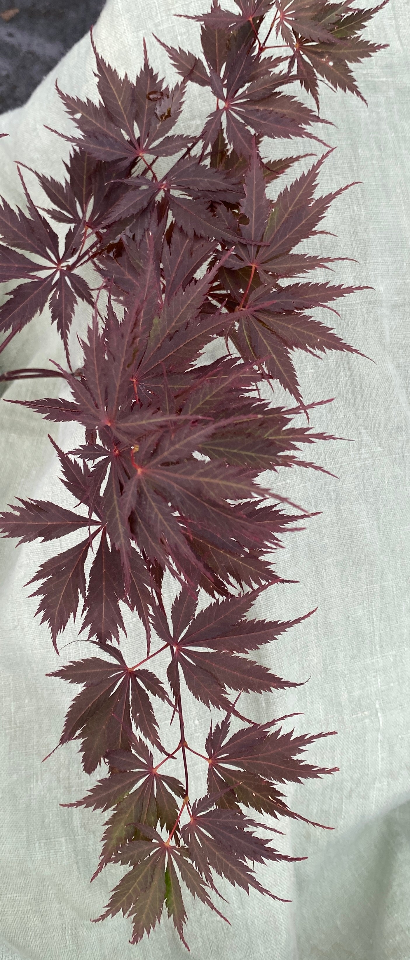 Acer palmatum 'Black Lace'