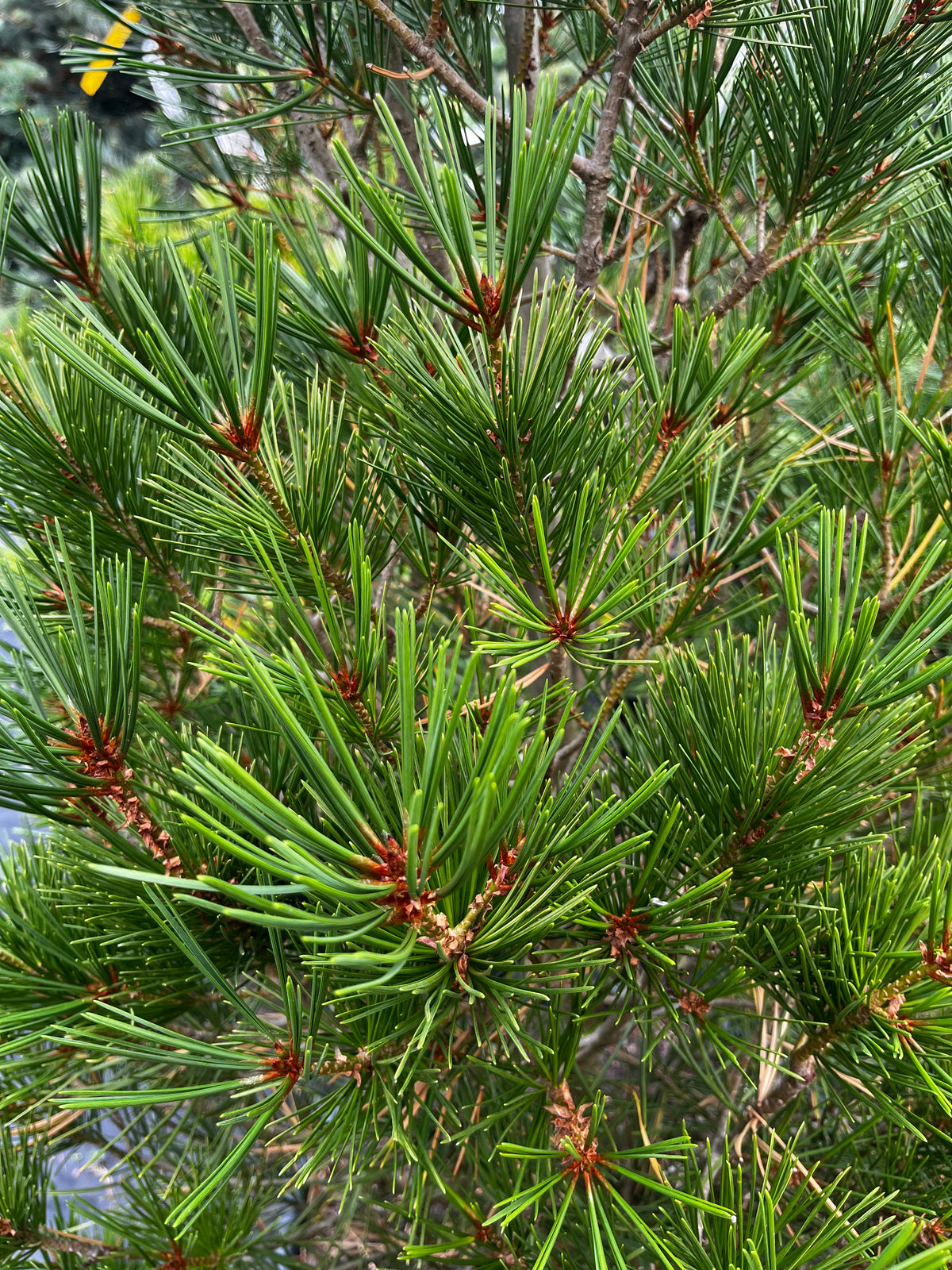 Pinus bungeana 'Compacta'
