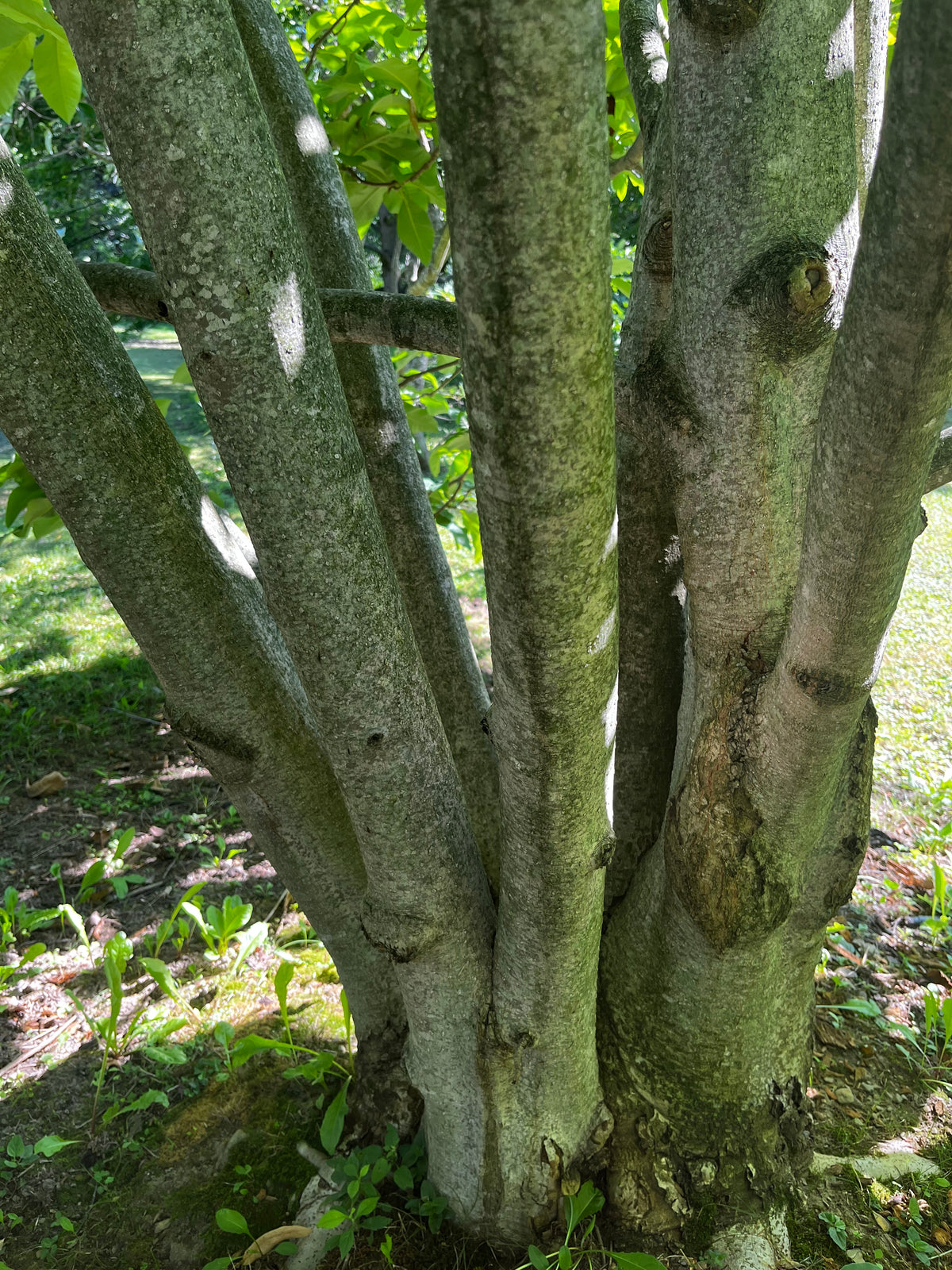 Magnolia tripetala