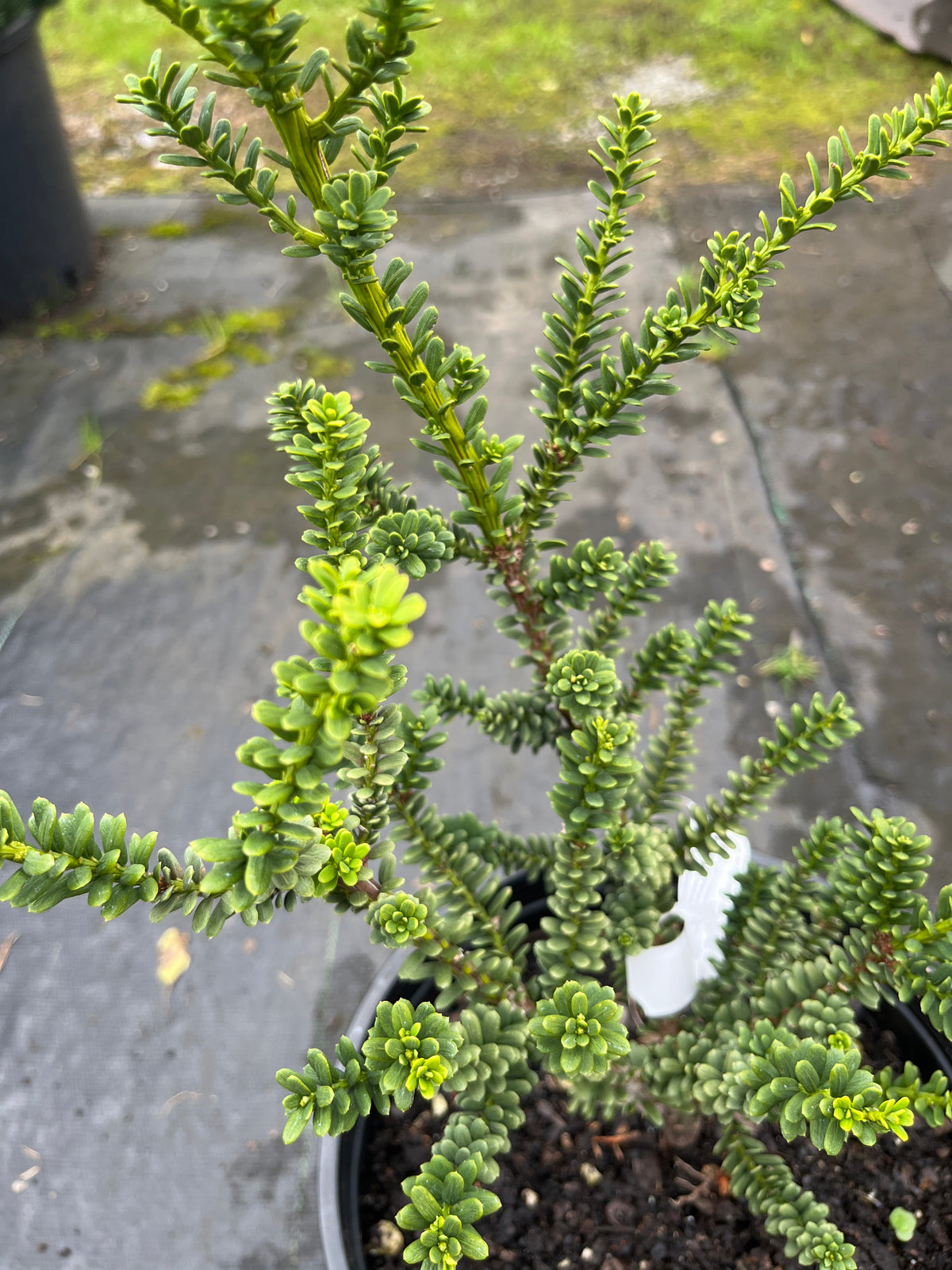 Taxus baccata 'Amersfoort'