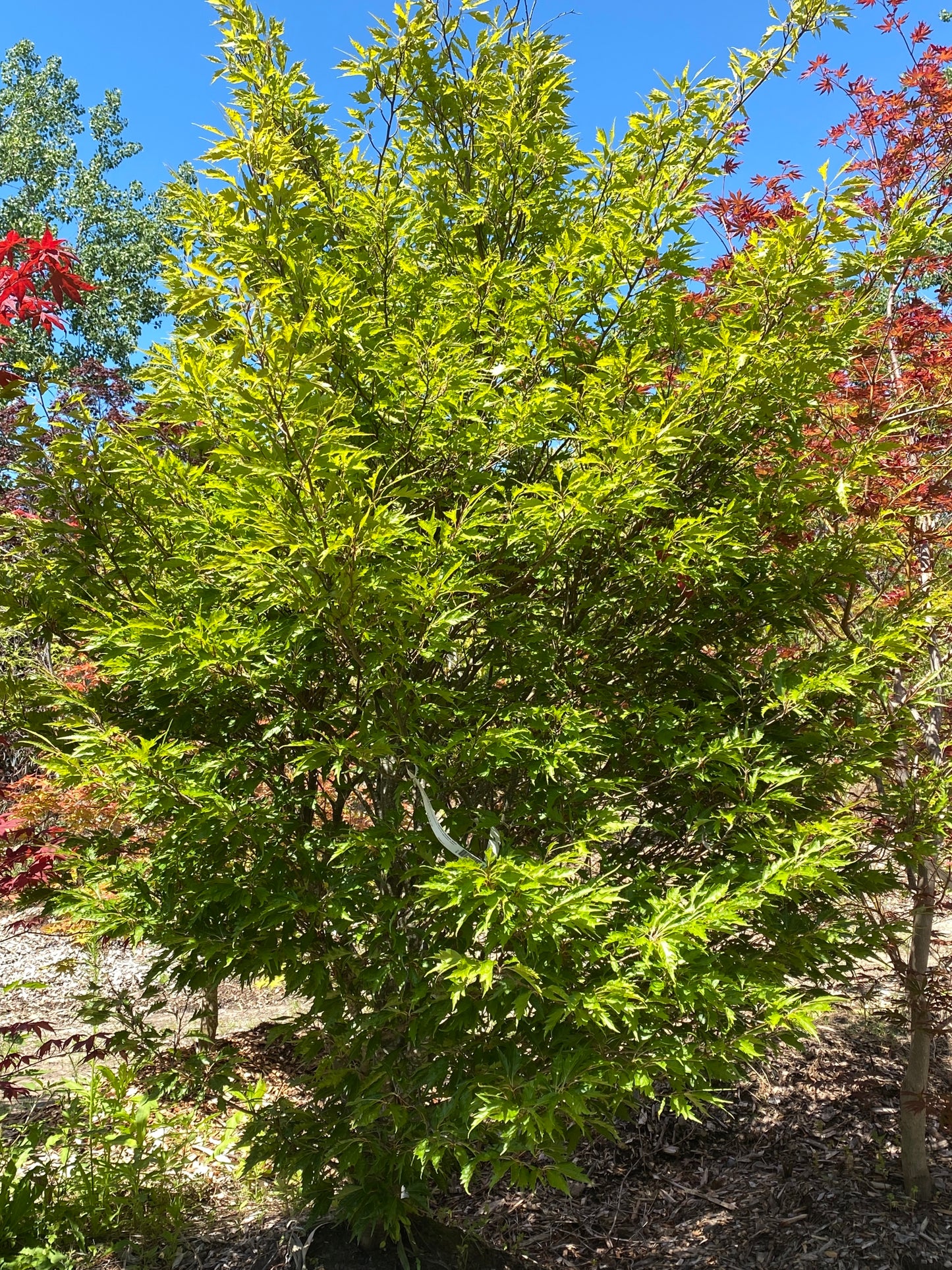 Fagus sylvatica 'Asplenifolia'