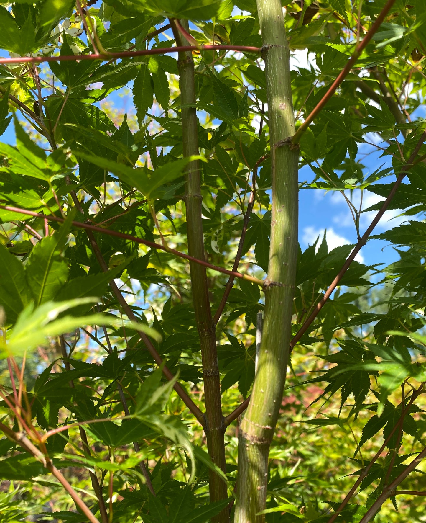 Acer palmatum 'Asahi Zuru'