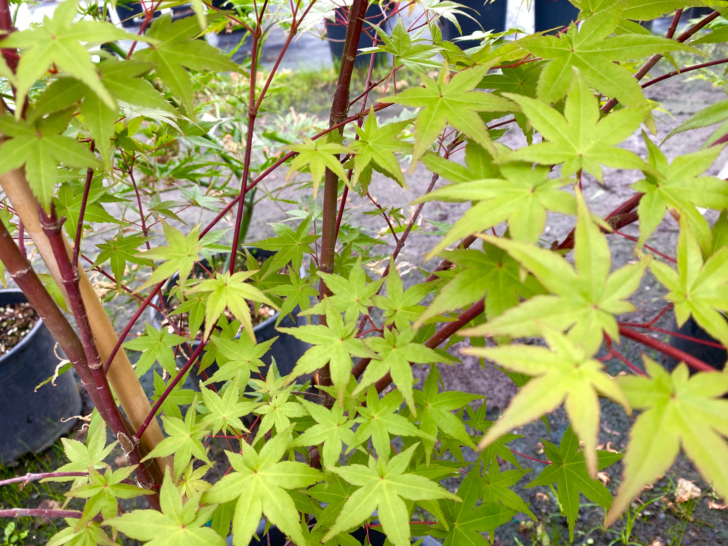 Acer palmatum 'Beni Maiko'