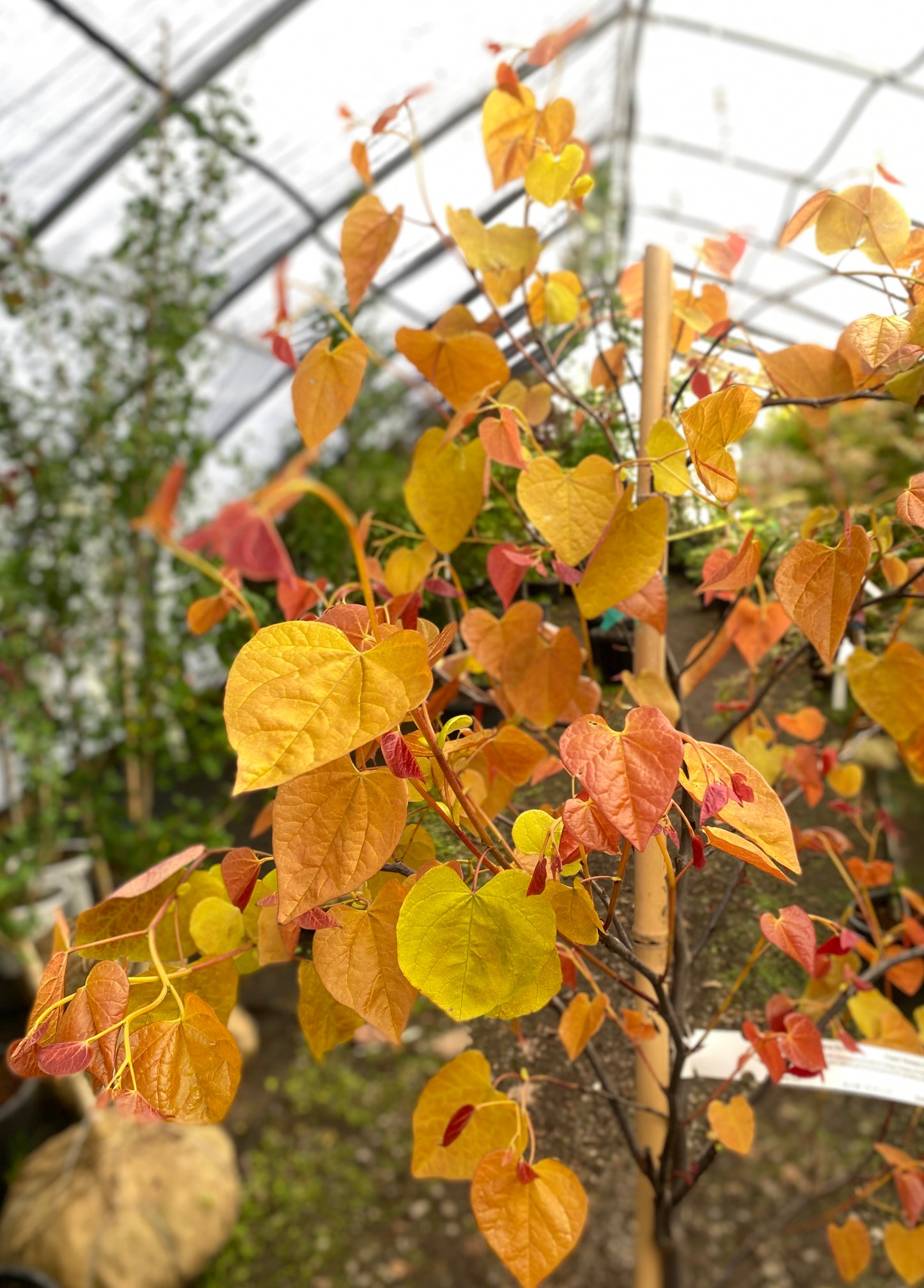 Cercis canadensis 'Flame Thrower'