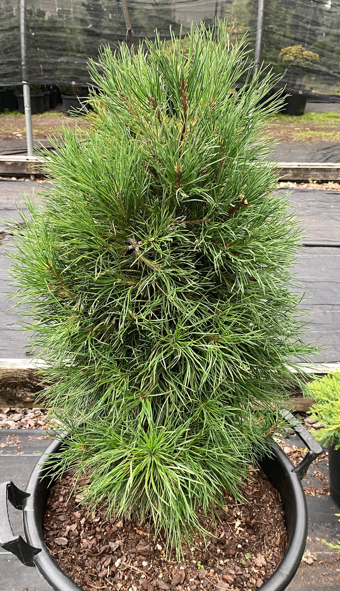Pinus sylvestris 'Globosa Viridis'