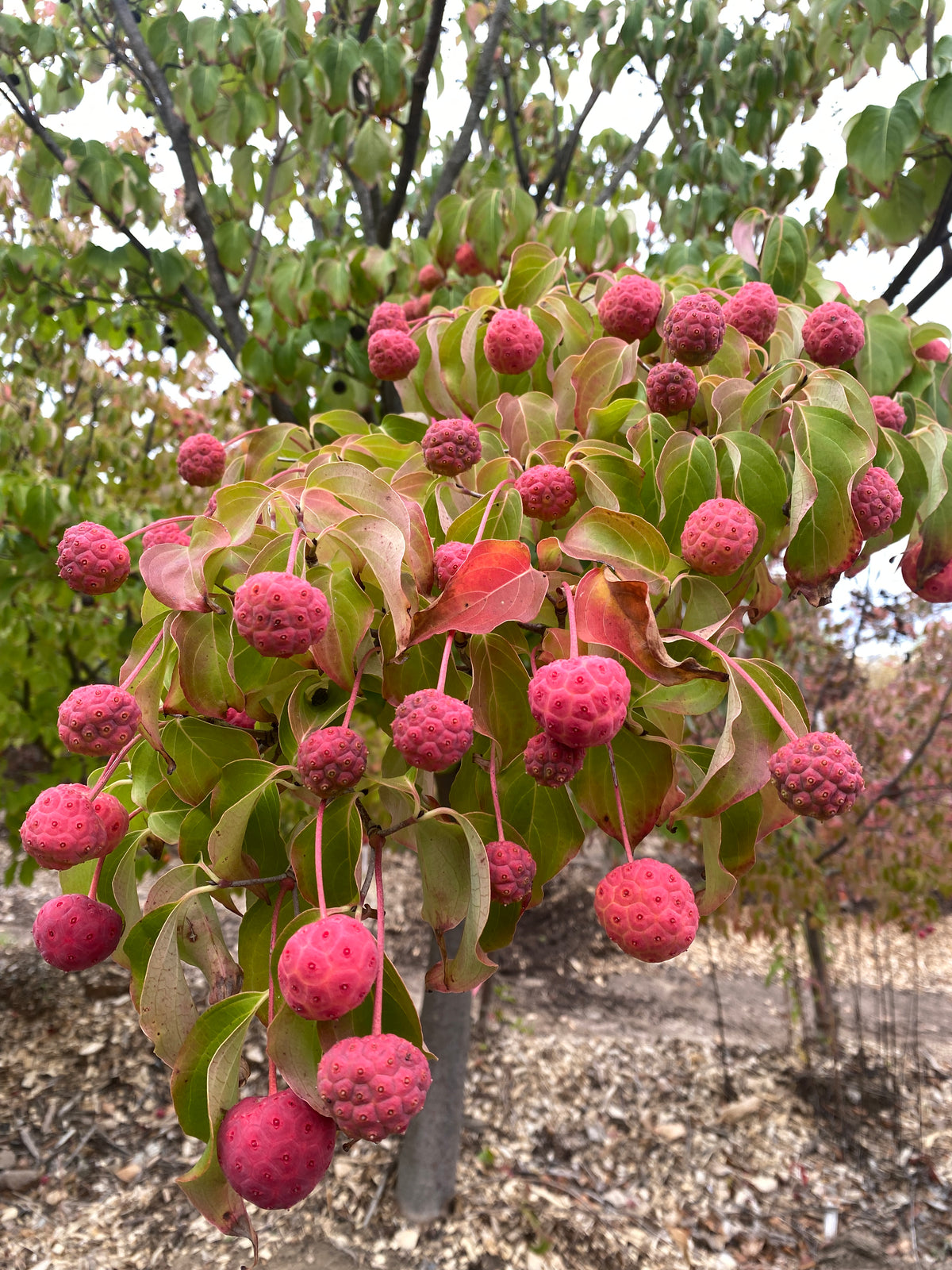Cornus kousa chinensis 'Champion's Gold'