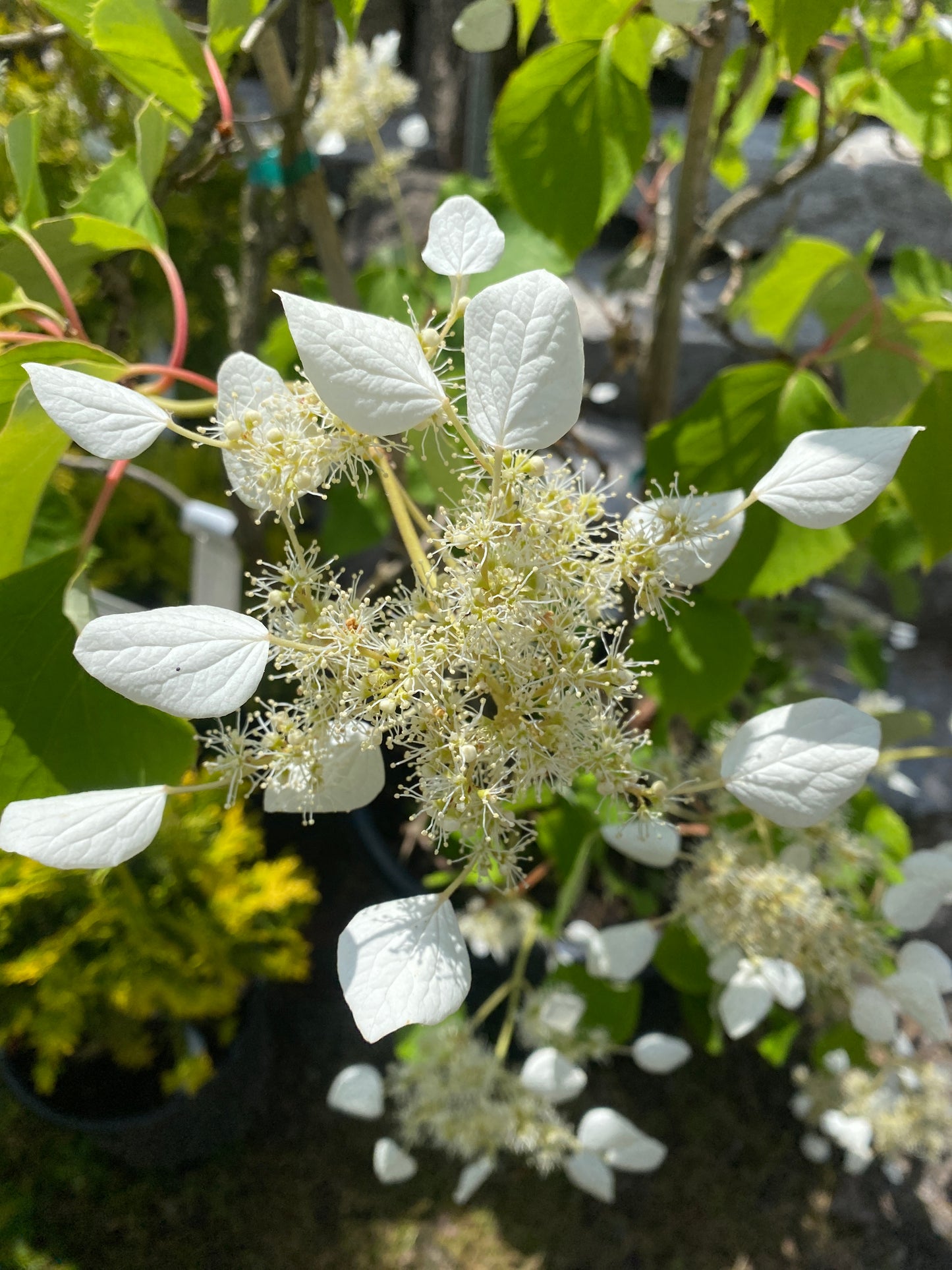 Schizophragma hydrangeoides 'Flirty Girl'