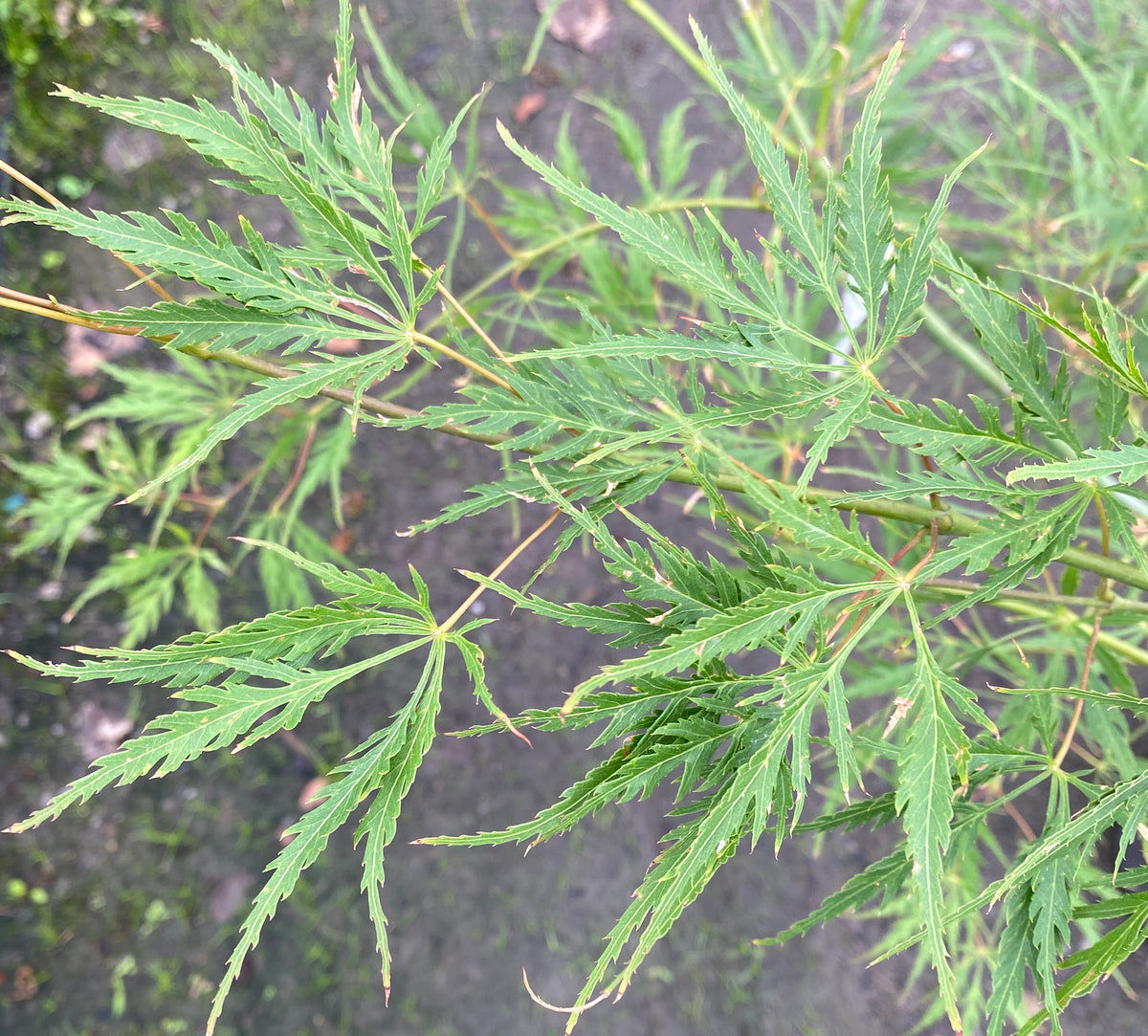 Acer palmatum dissectum 'Midori no teiboku'