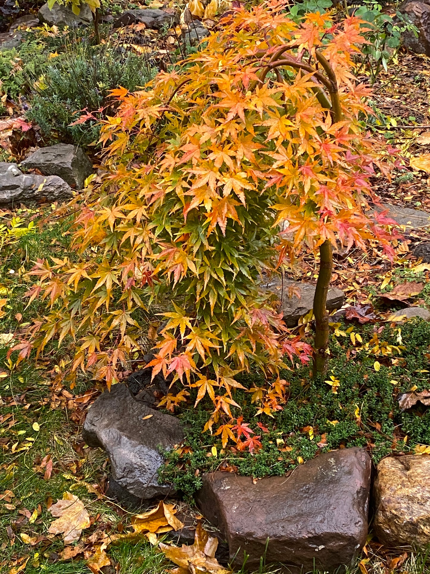 Acer palmatum 'Ryusen'