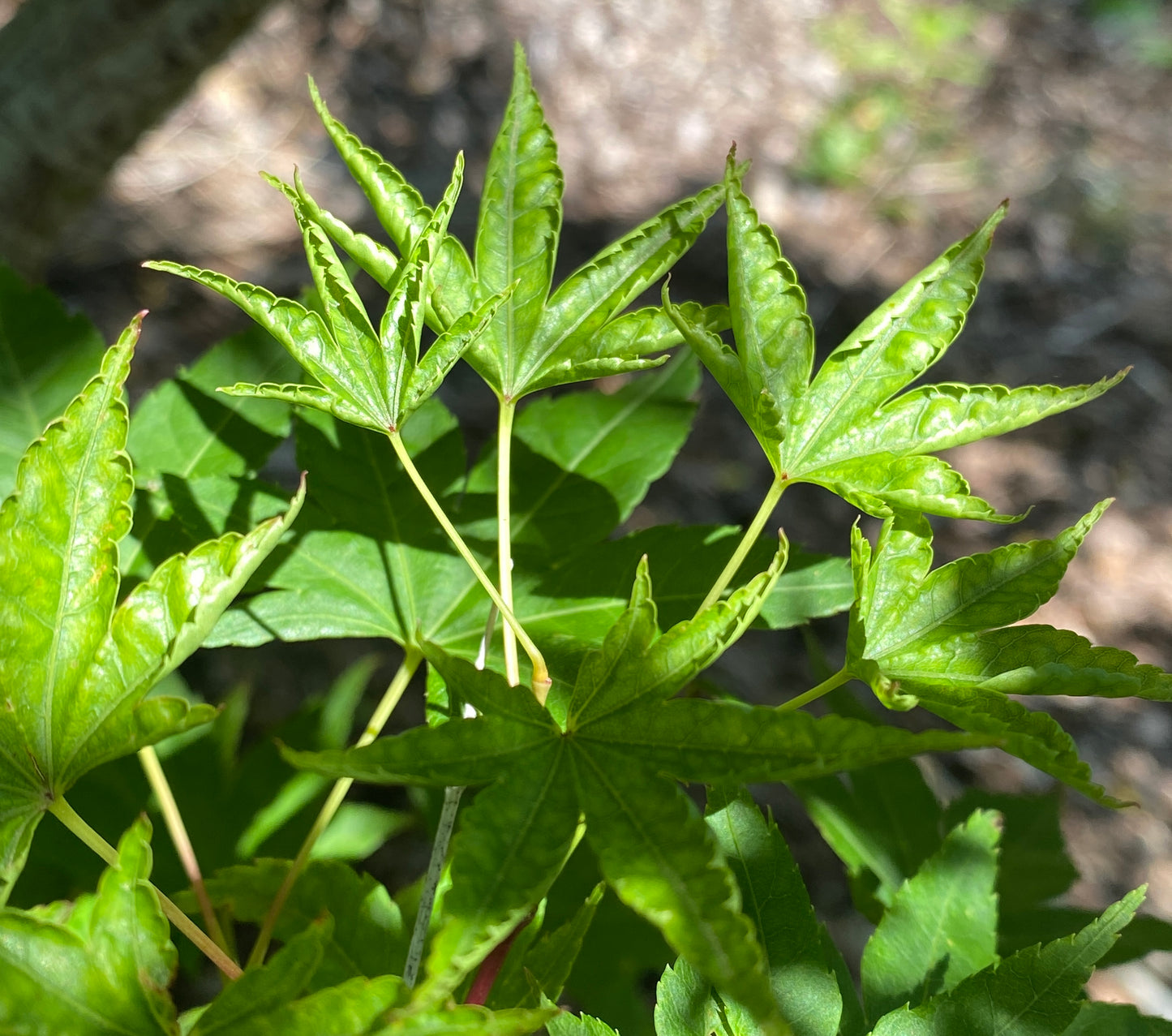 Acer palmatum 'Okushimo' / Green Seedling