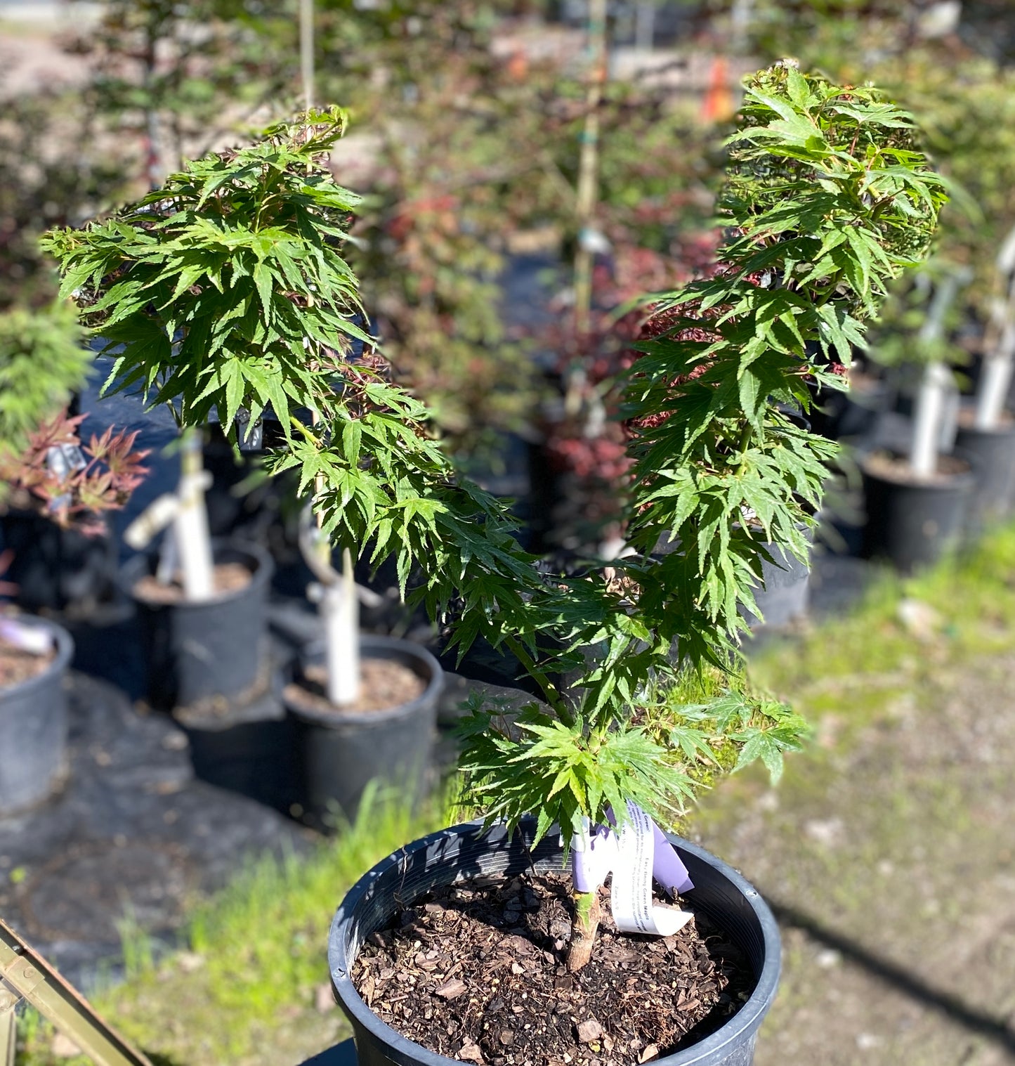 Acer palmatum 'Easy Being Green'
