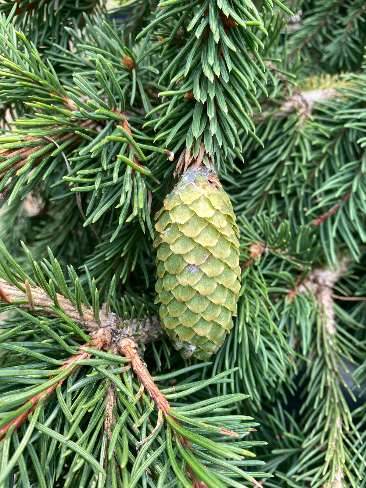 Picea abies 'Acrocona'