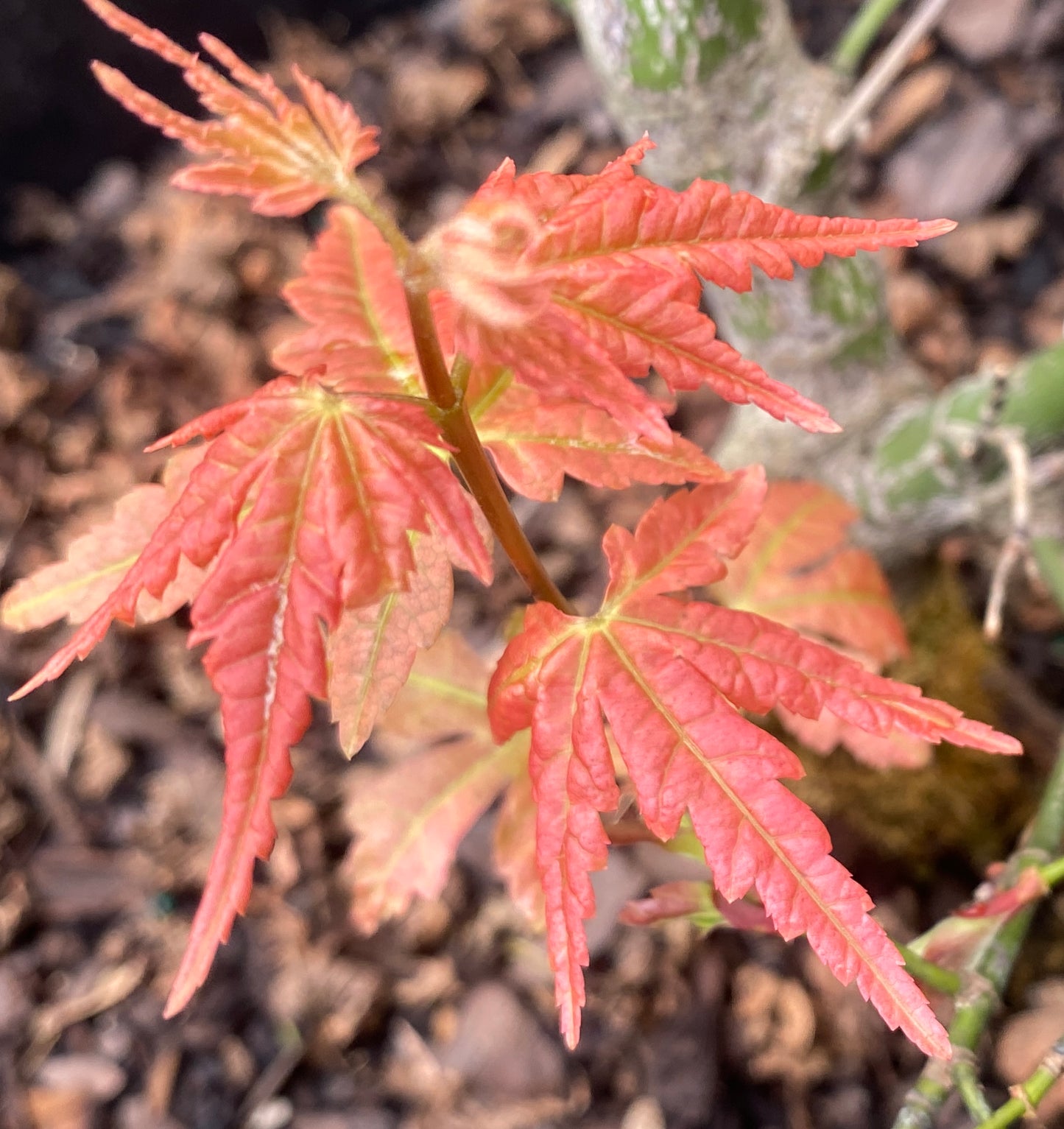 Acer palmatum 'Ruby Stars'