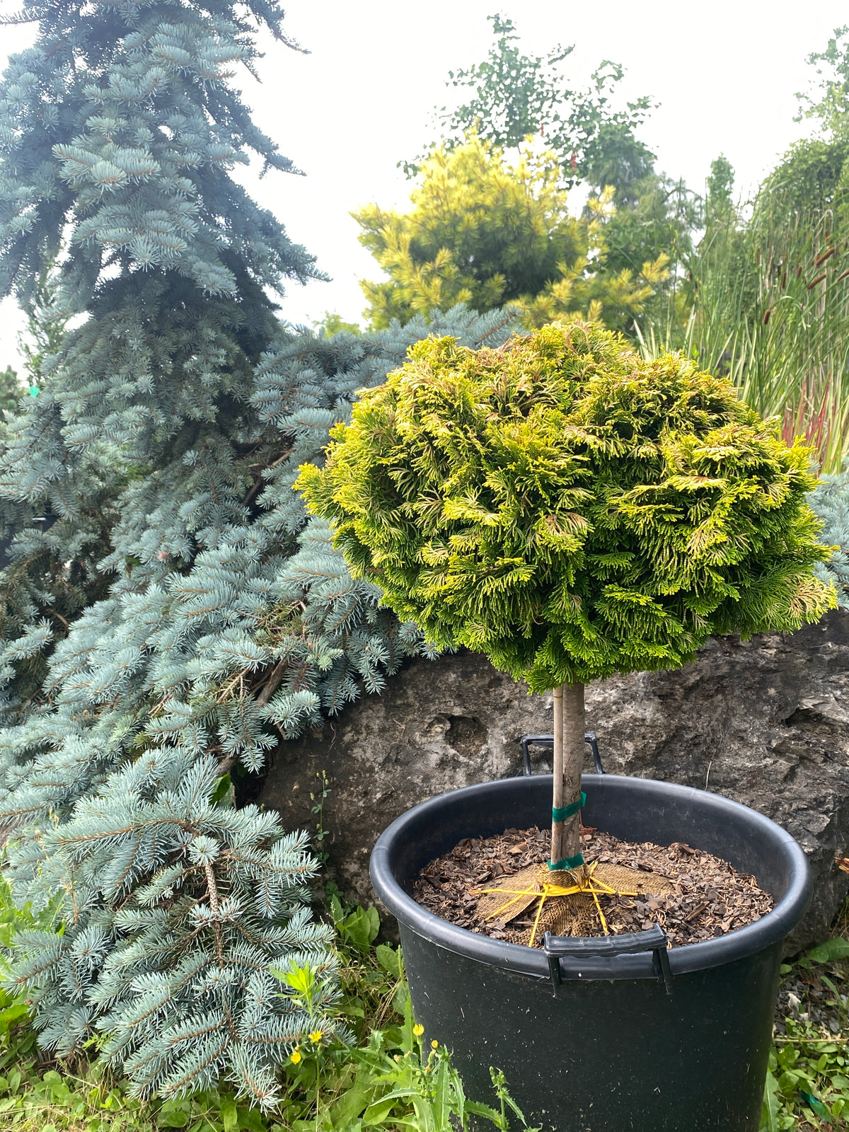 Chamaecyparis obtusa 'Nana Lutea'
