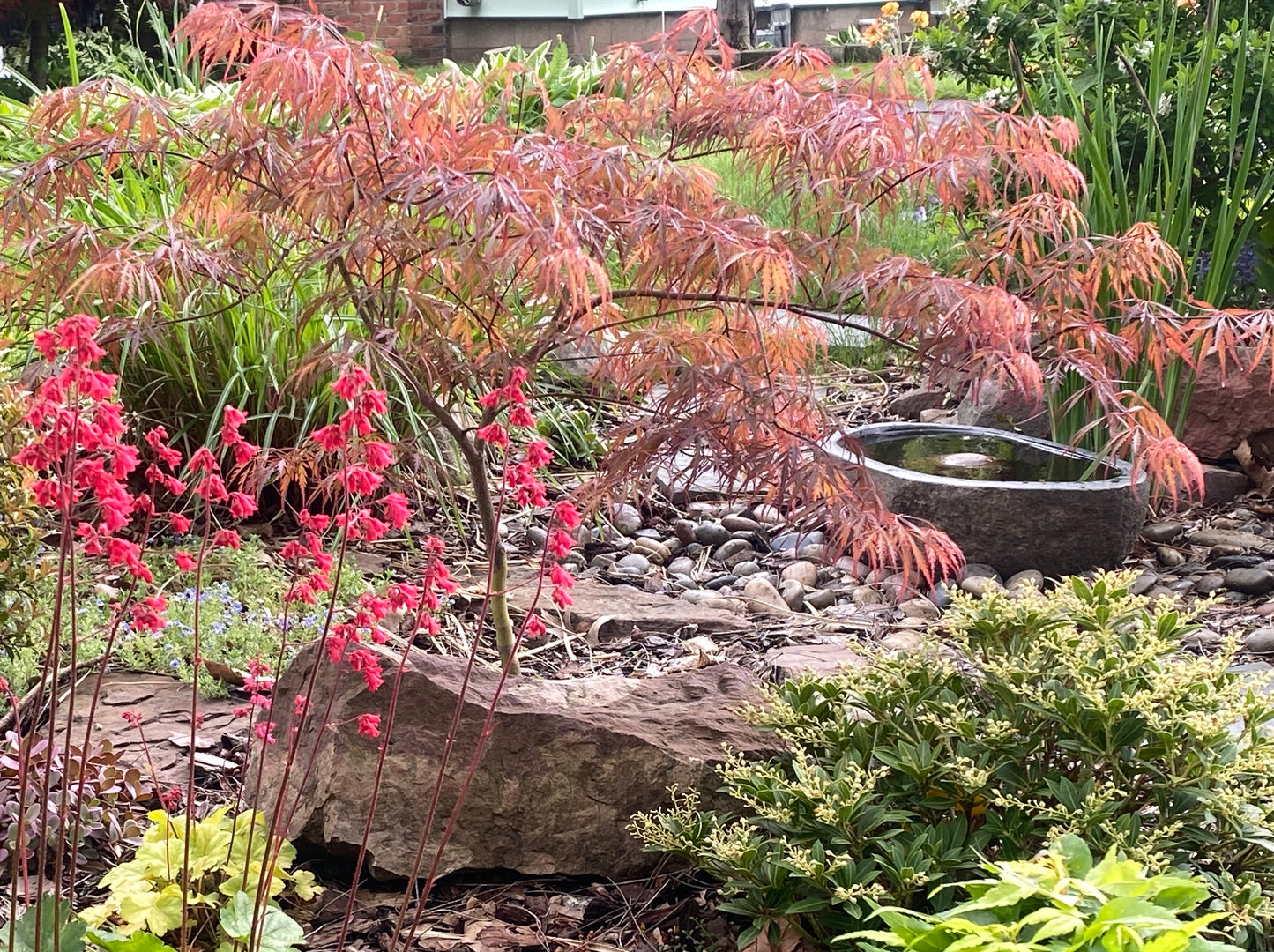 Acer palmatum 'Heartbeat'