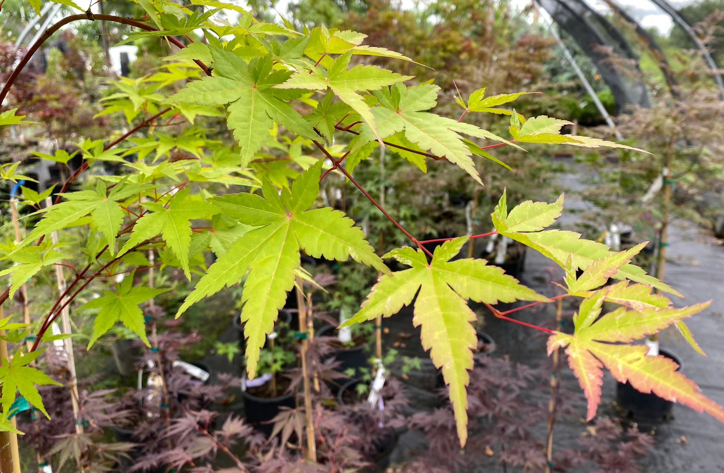 Acer palmatum 'Calico'