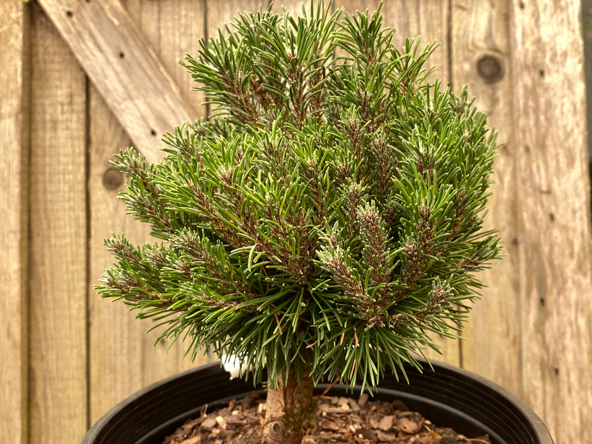 Pinus sylvestris 'Jeremy'