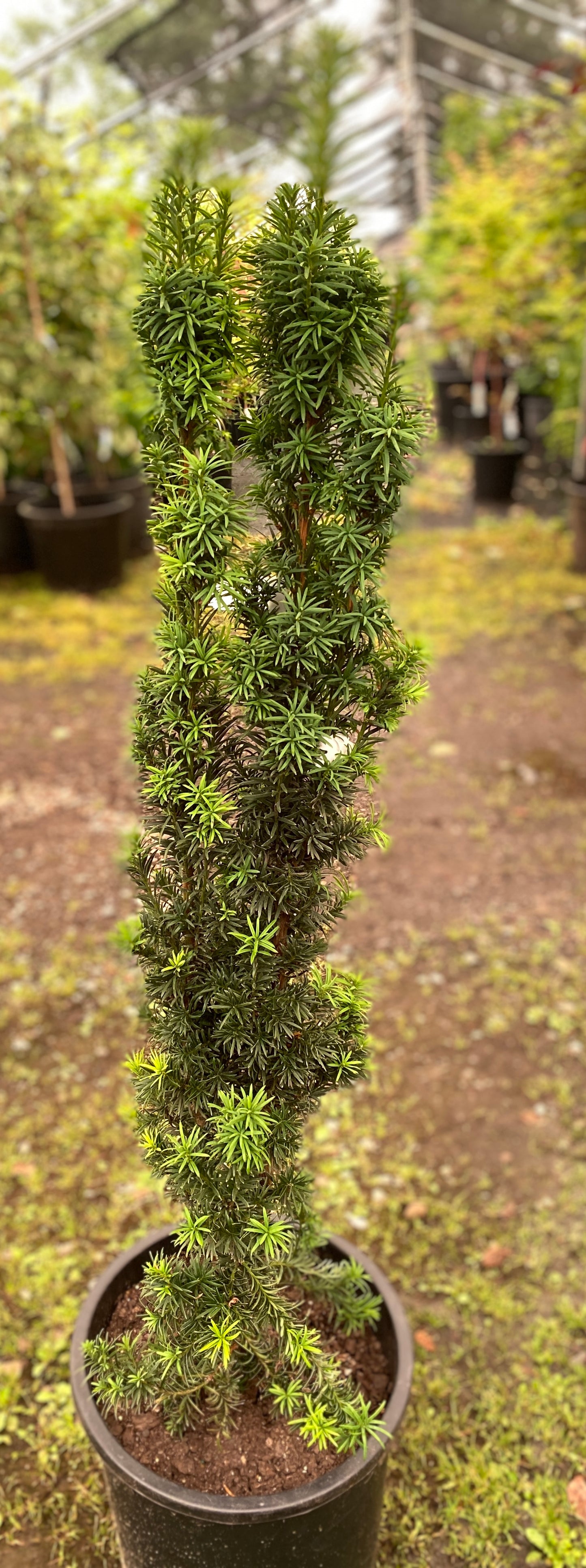 Taxus media 'Flushing'