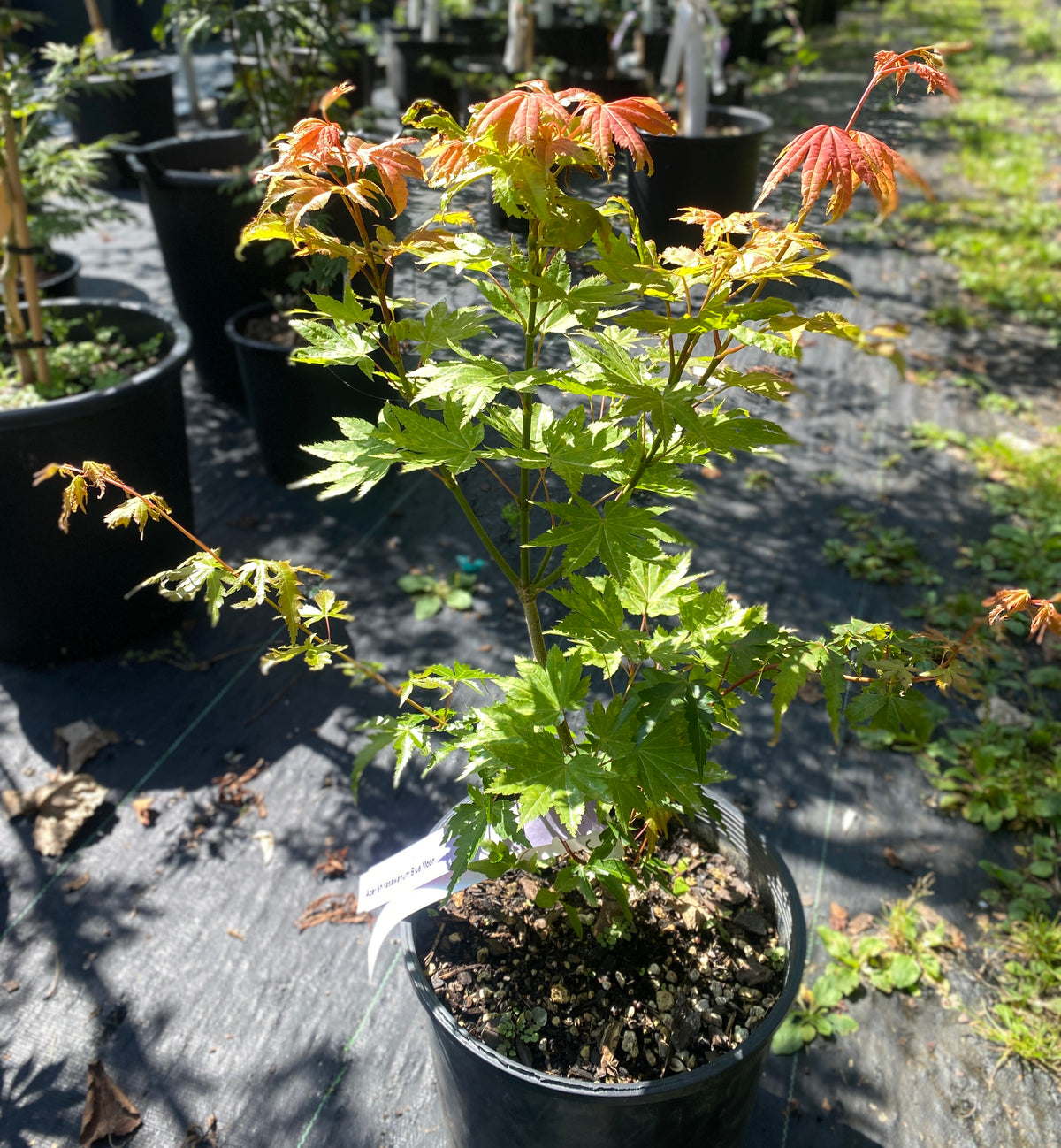 Acer shirasawanum 'Blue Moon'