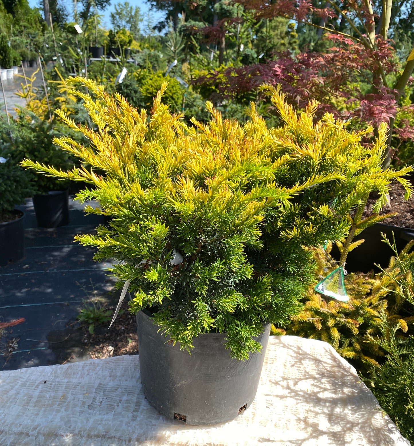 Taxus cuspidata 'Nana Aurescens'