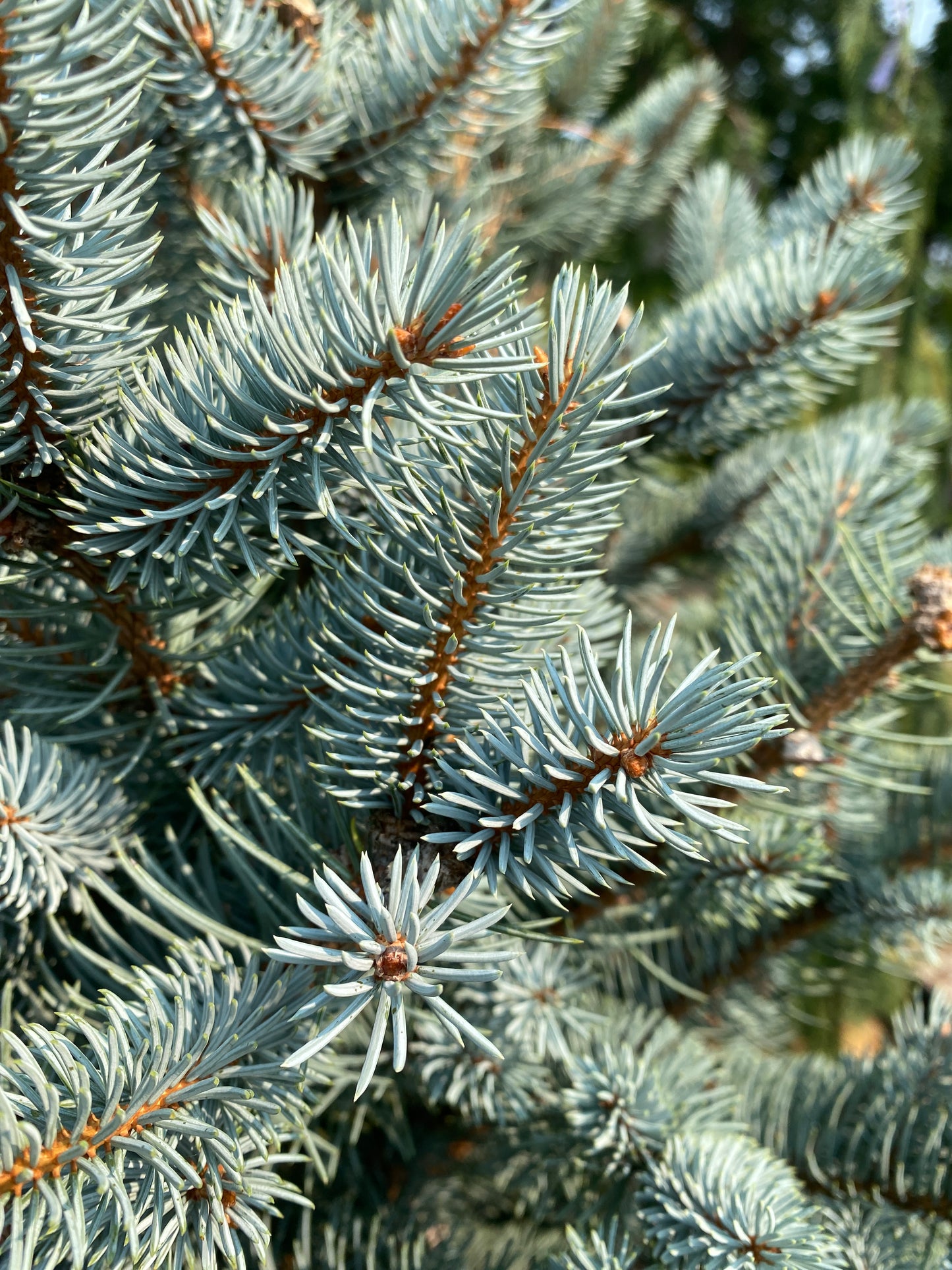 Picea pungens 'Bacheri'