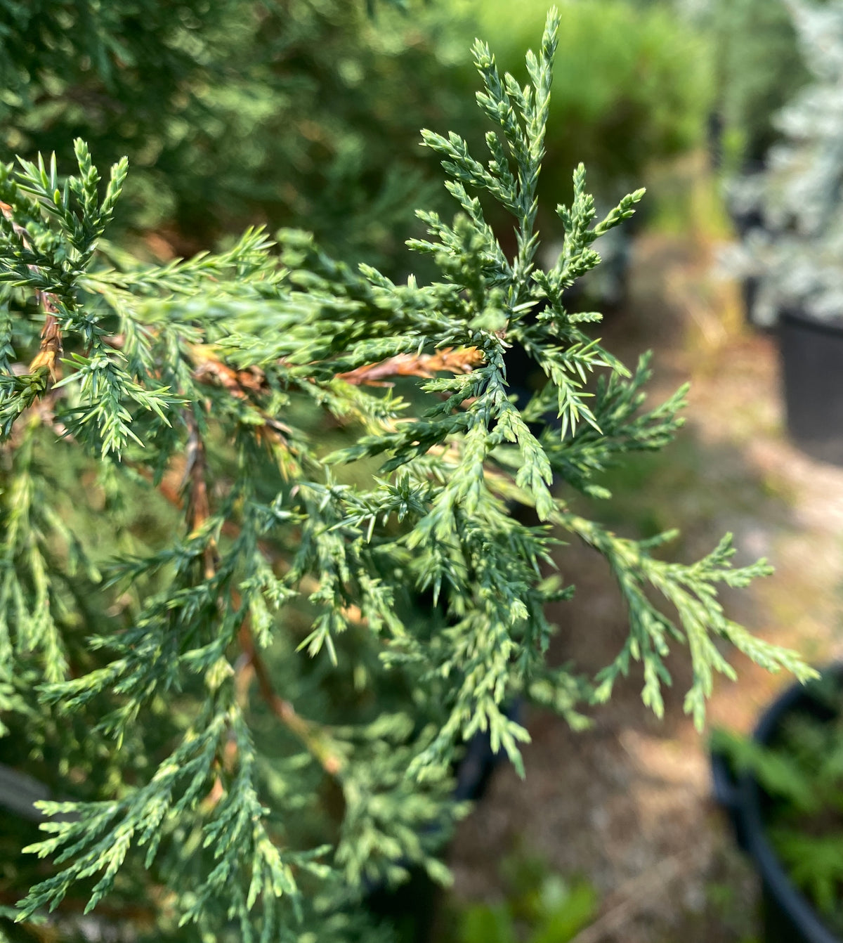 Juniperus virginiana 'Taylor'