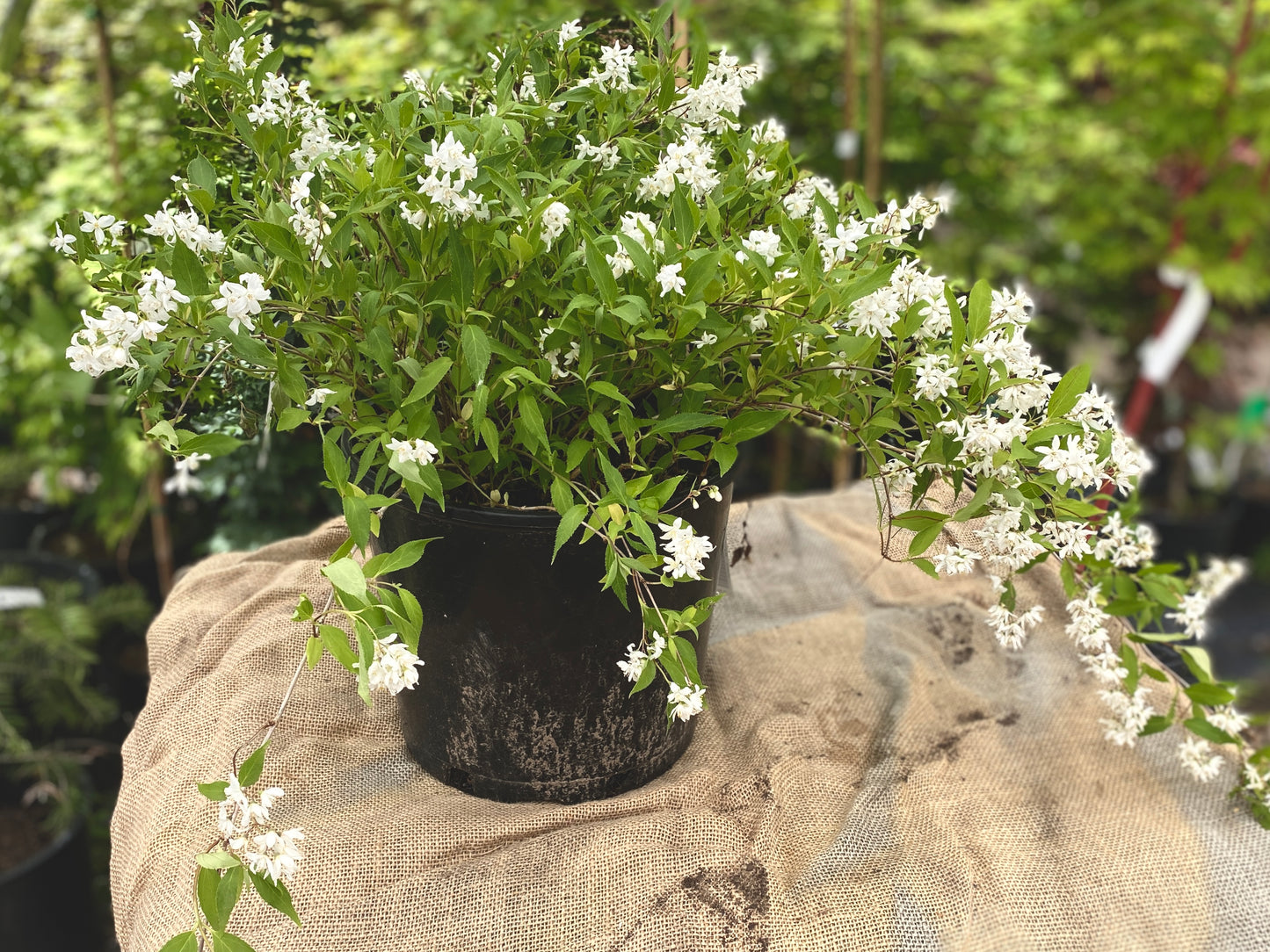 Deutzia 'Yuki Snowflake'