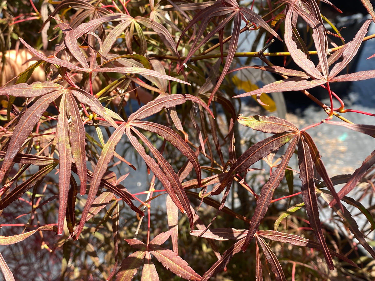 Acer palmatum 'Hubb's Red Willow'