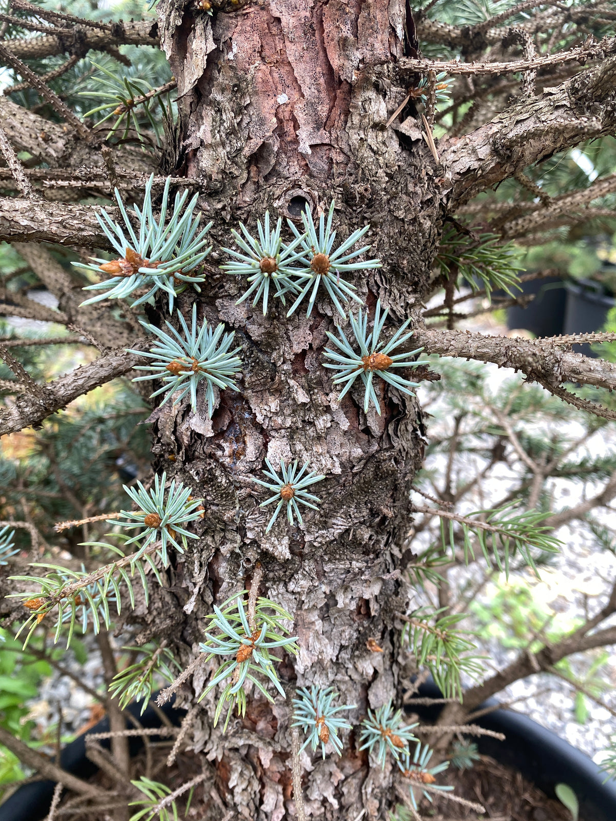 Picea pungens 'Fat Albert'