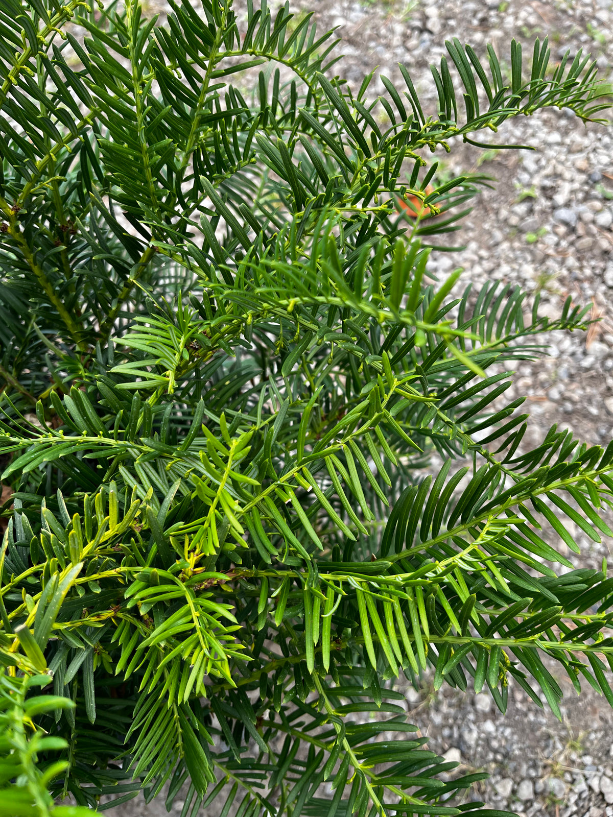 Cephalotaxus harringtonia 'Hedgehog'
