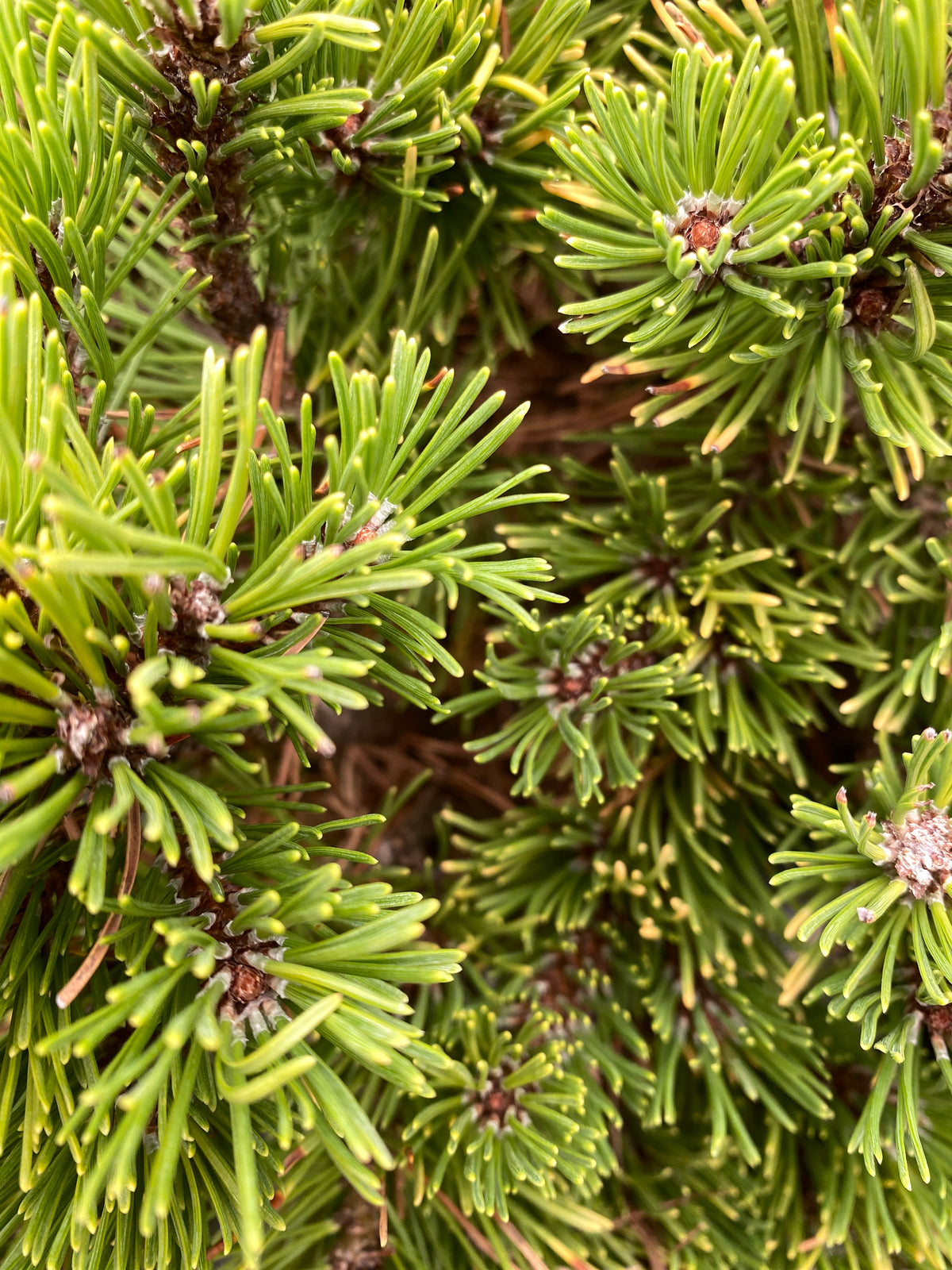 Pinus mugo 'Laarheide'