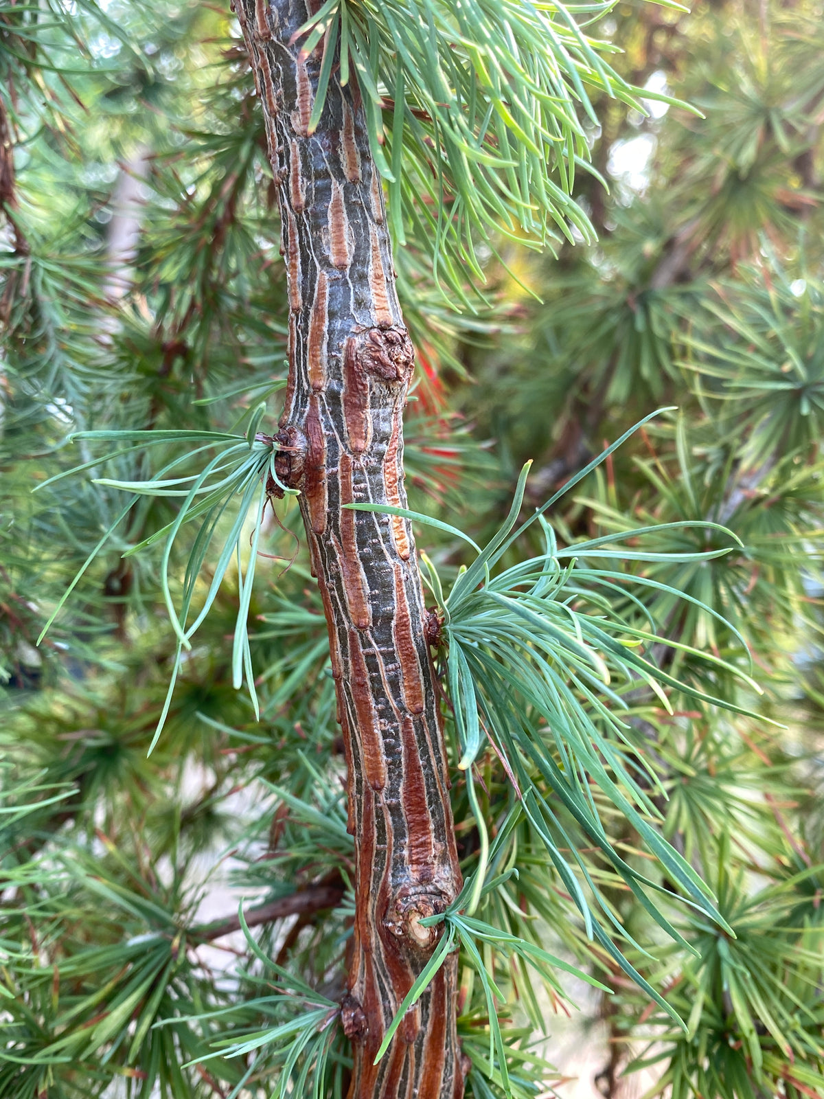 Larix decidua 'Pendula'