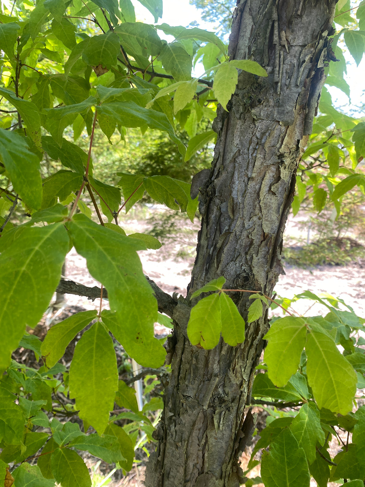Acer triflorum