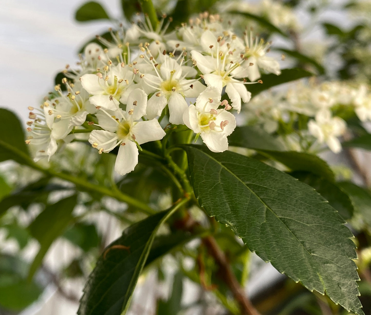 Crataegus crus-galli 'Inermis'