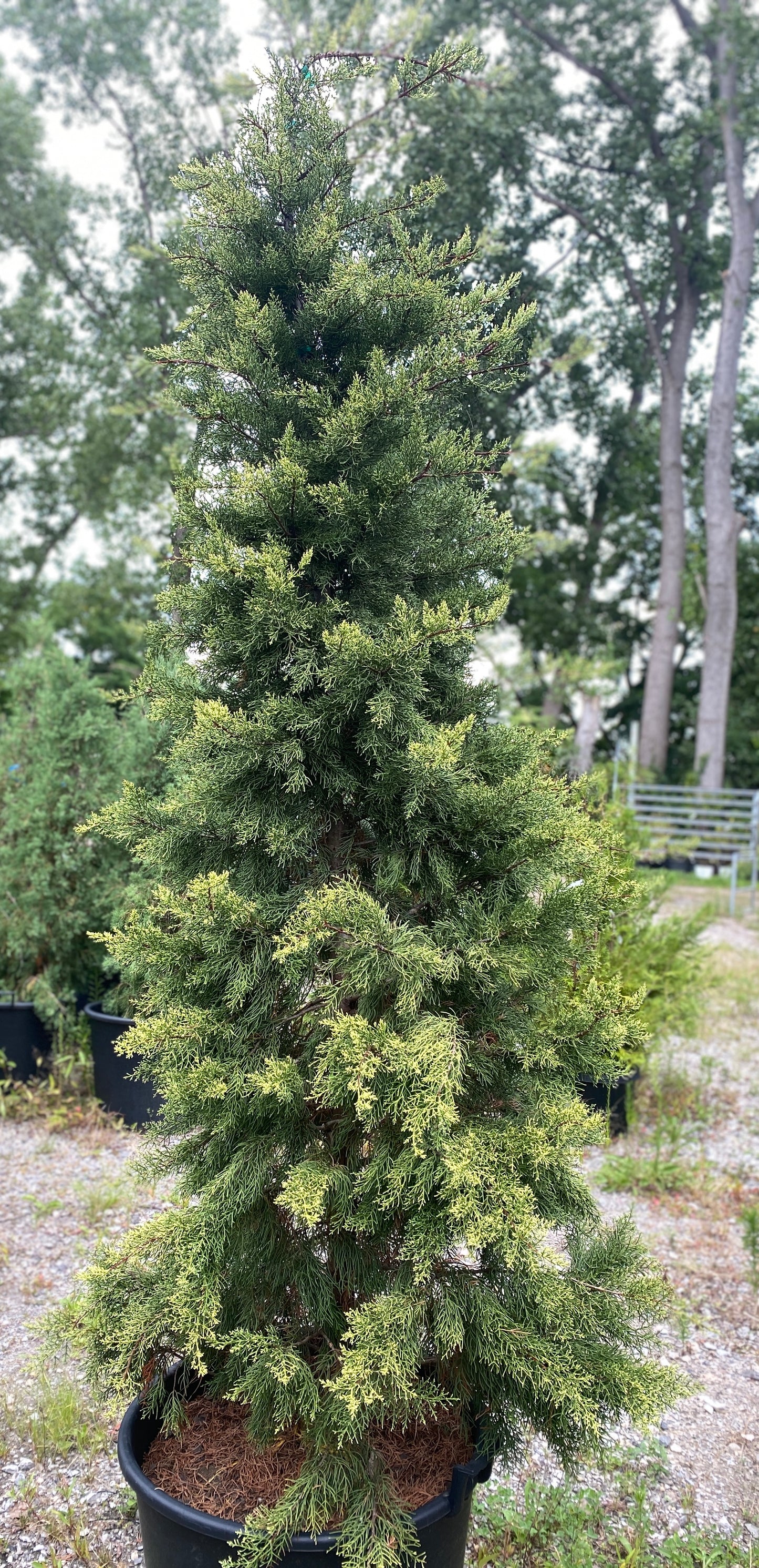 Cupressus glabra 'Golden Pyramid'
