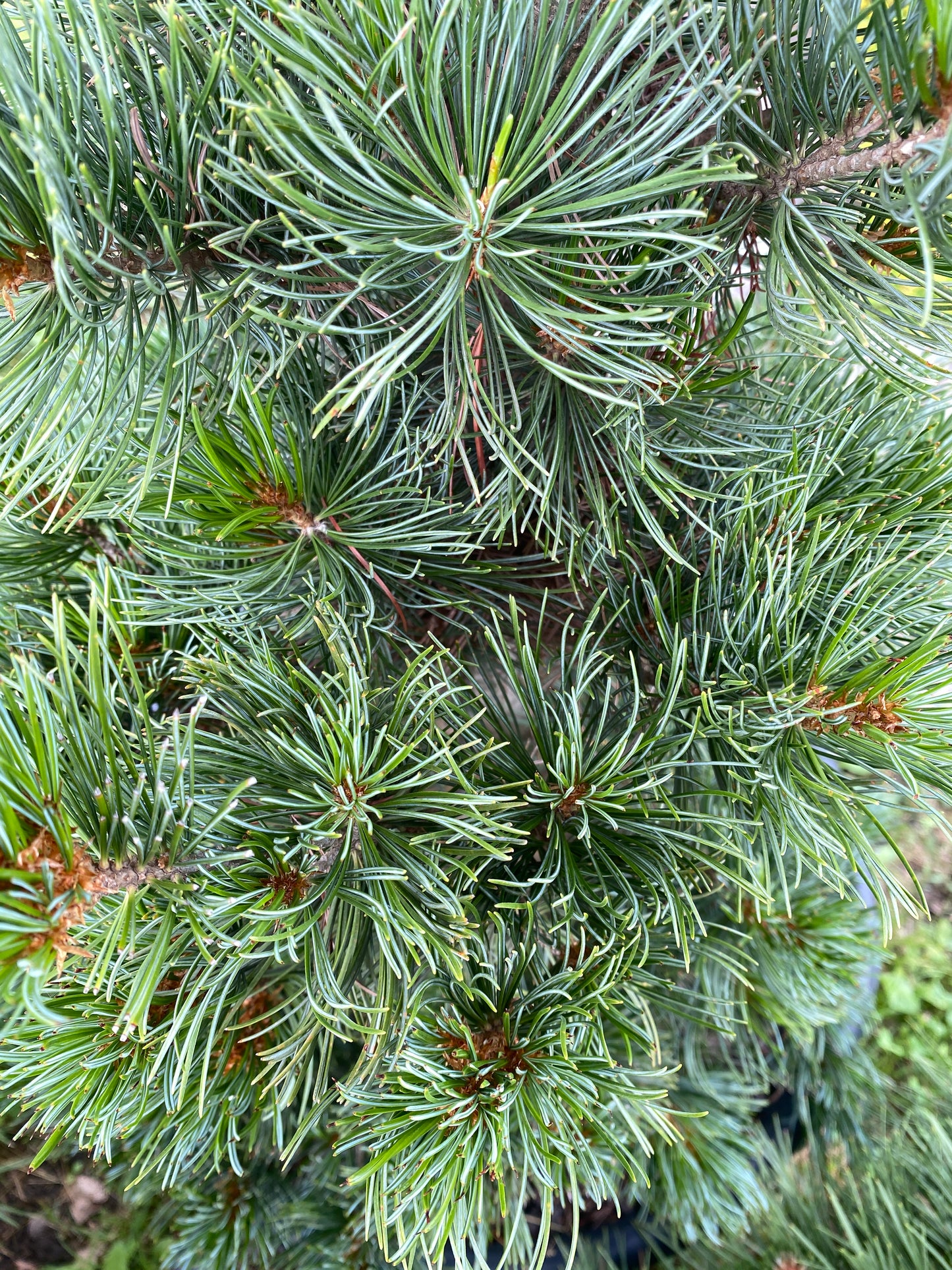 Pinus parviflora 'Templehof'
