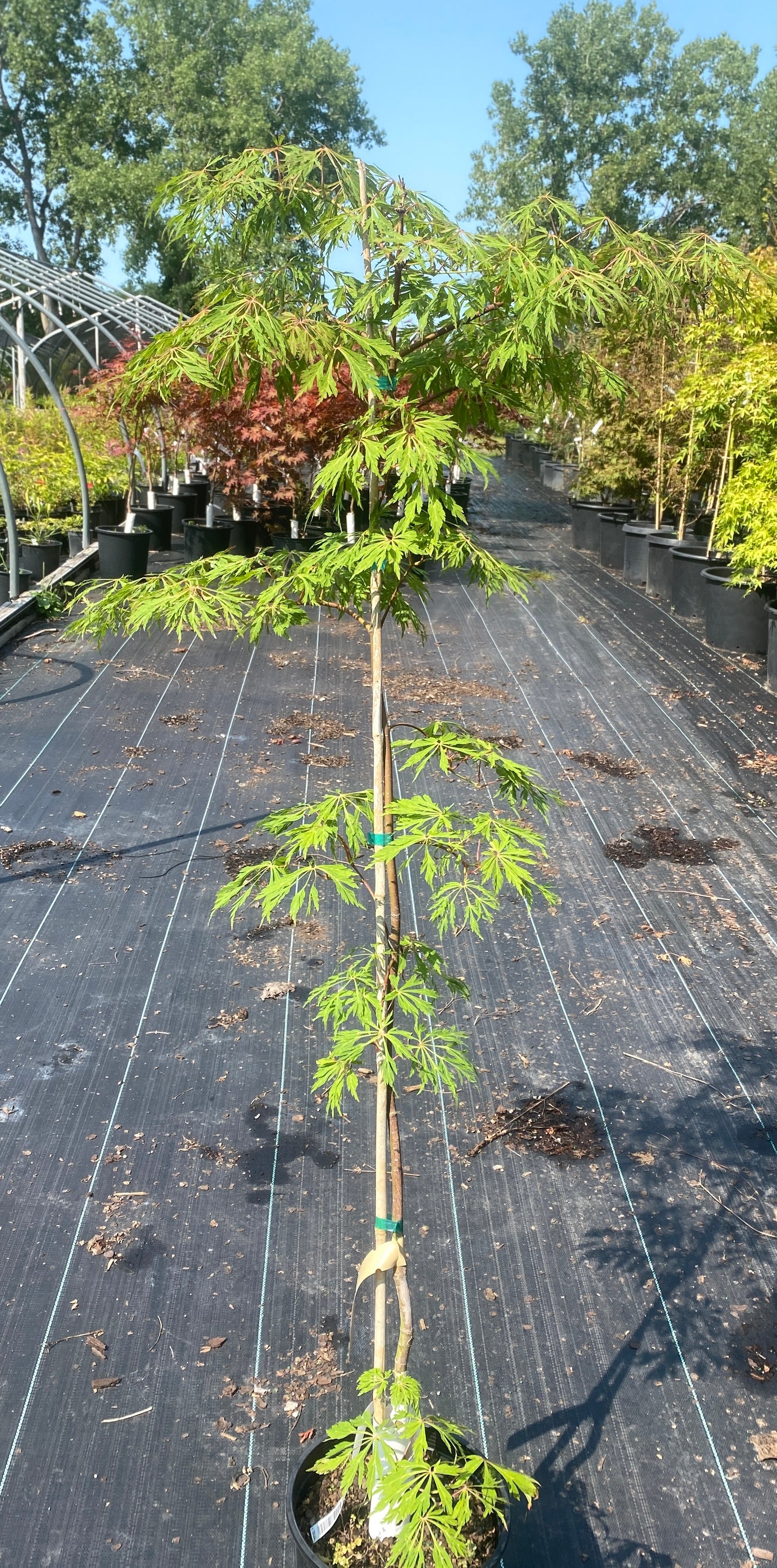 Acer japonicum 'Green Cascade'