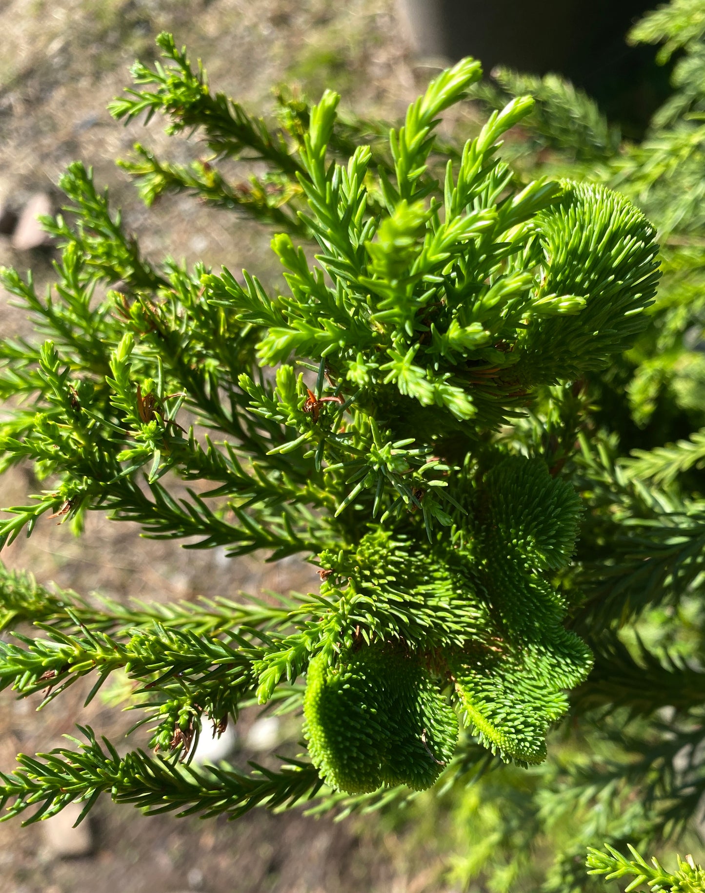 Cryptomeria japonica 'Cristata'
