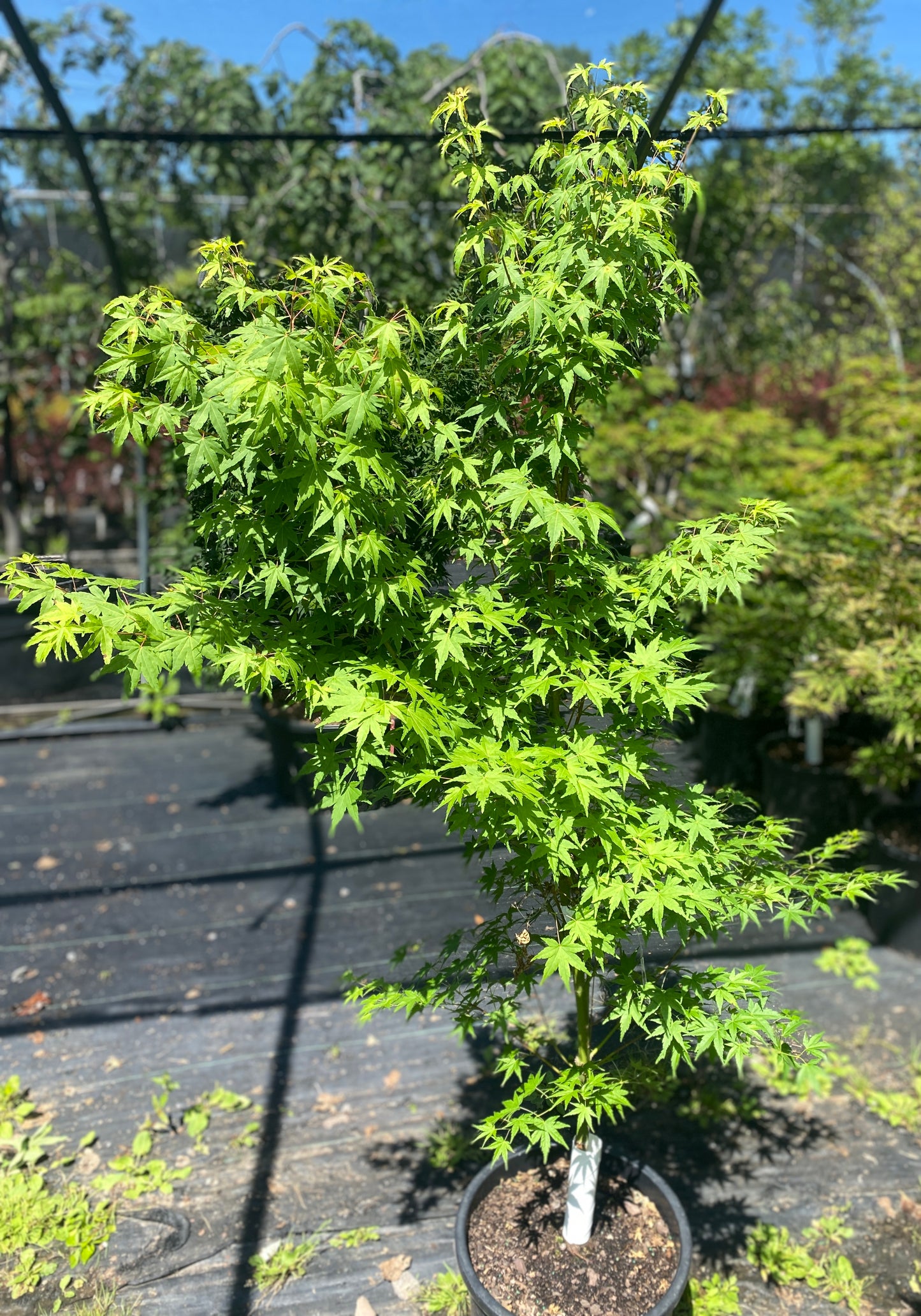 Acer palmatum 'Columnar'