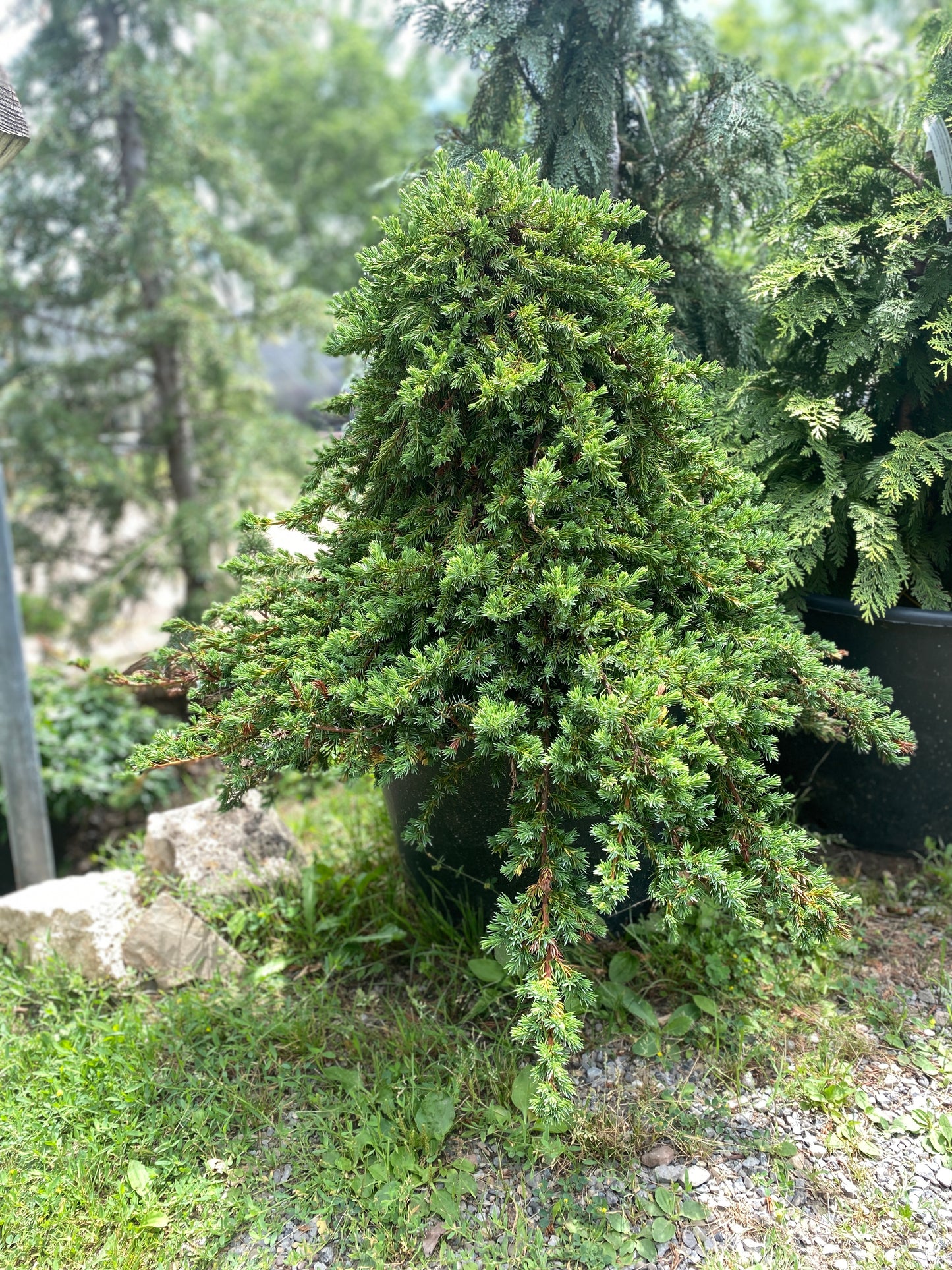 Juniperus conferta 'Blue Lagoon'