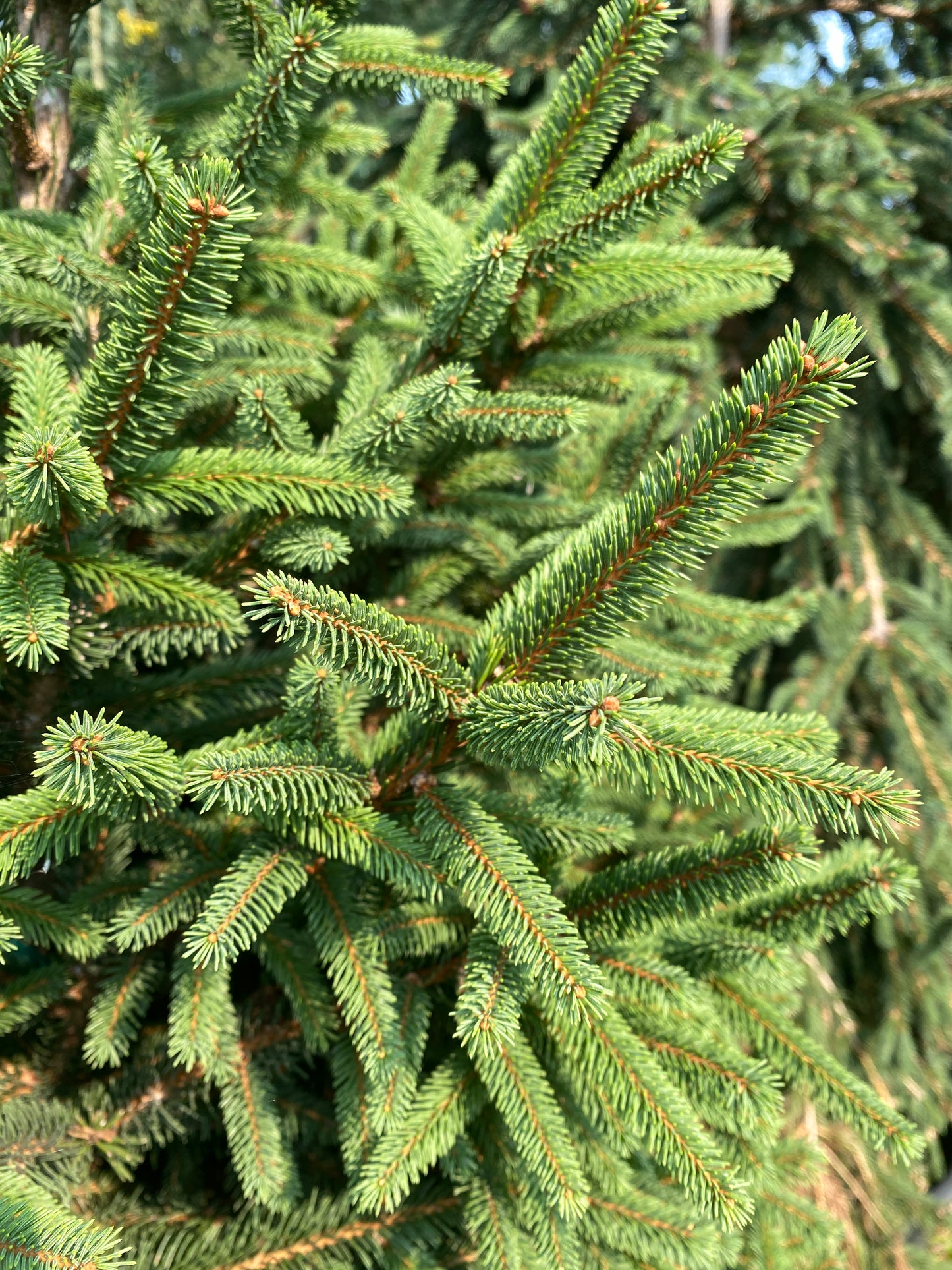 Picea abies 'Clanbrassiliana Stricta'